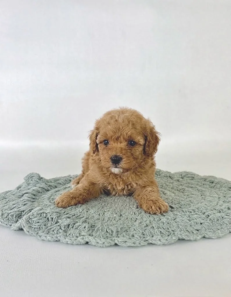 Cavapoo Puppies NC