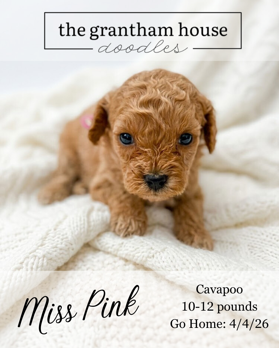 Cavapoo Puppies Located in Goldsboro, NC


