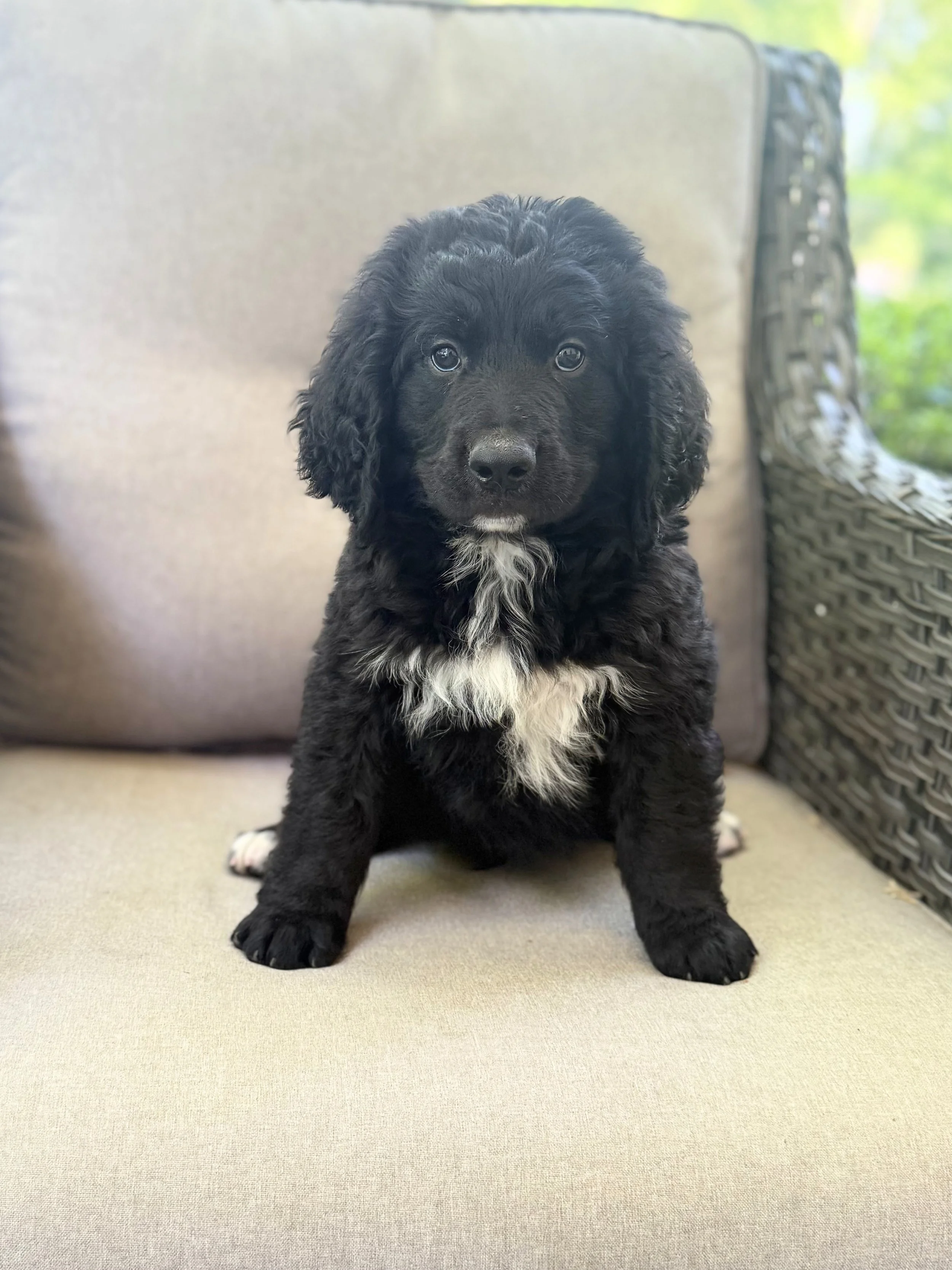 Bernedoodle Puppies NC