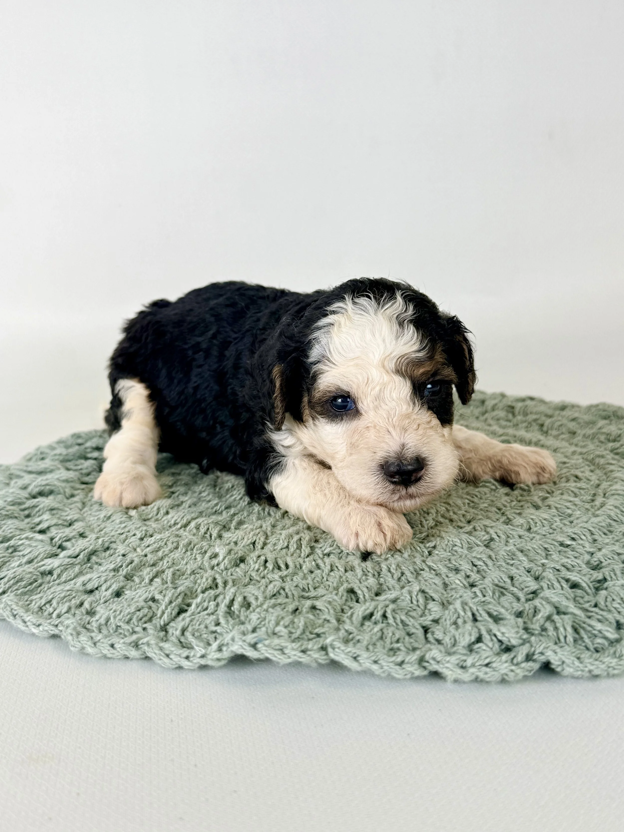 Mini Bernedoodle Boy