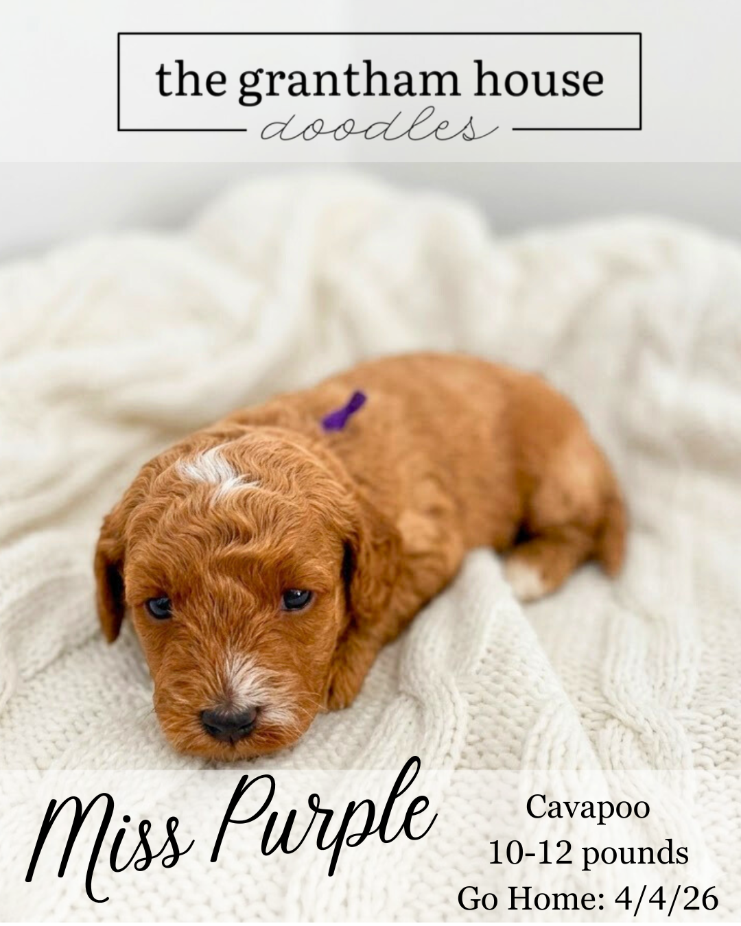 Cavapoo Puppies Located in Goldsboro, NC
