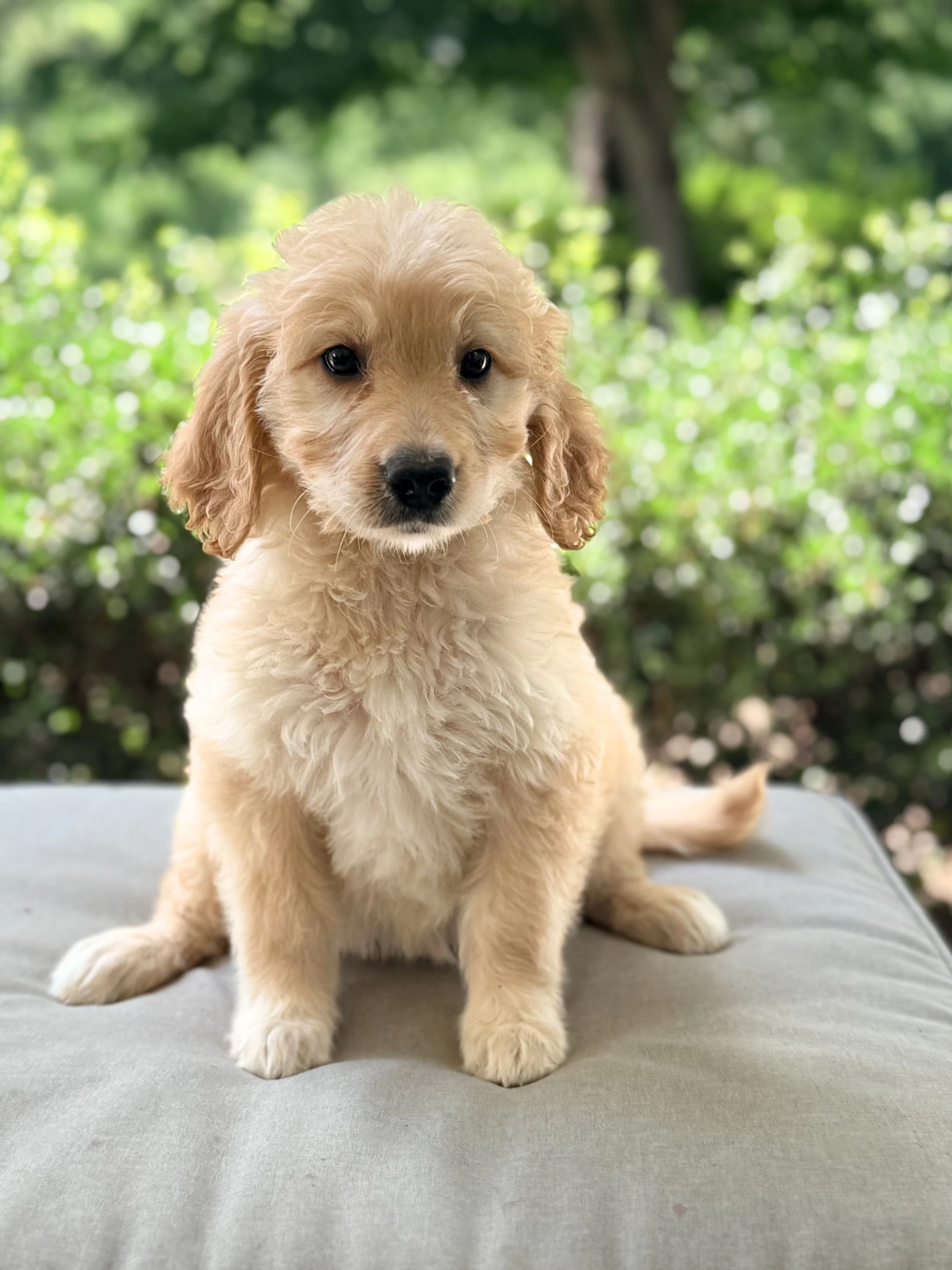 Standard Goldendoodle Girl