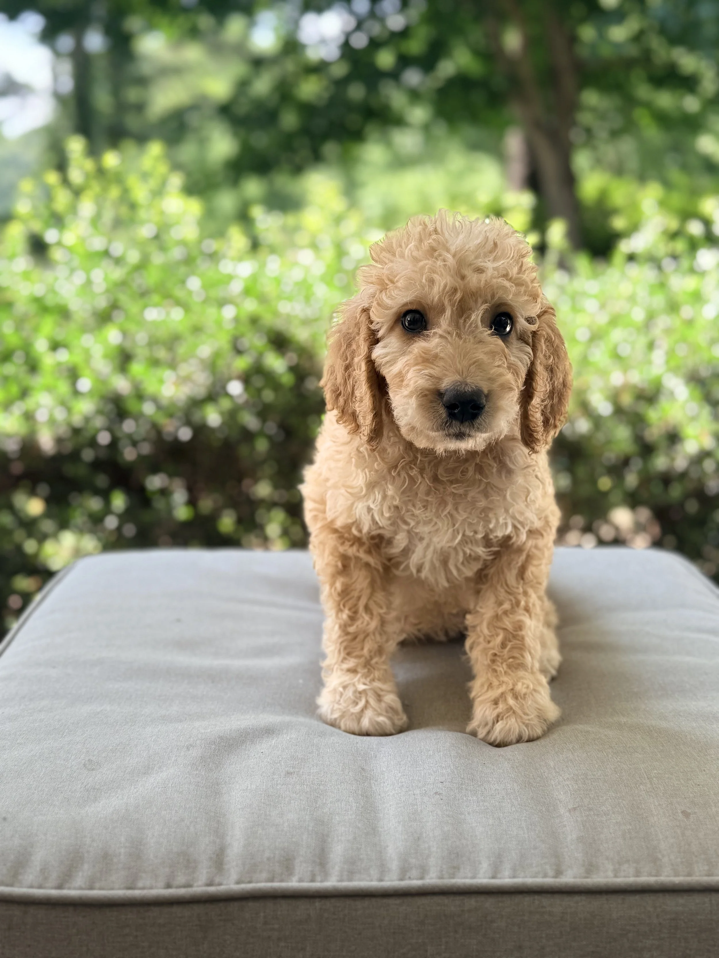 Goldendoodle Puppies Located in Goldsboro, NC


