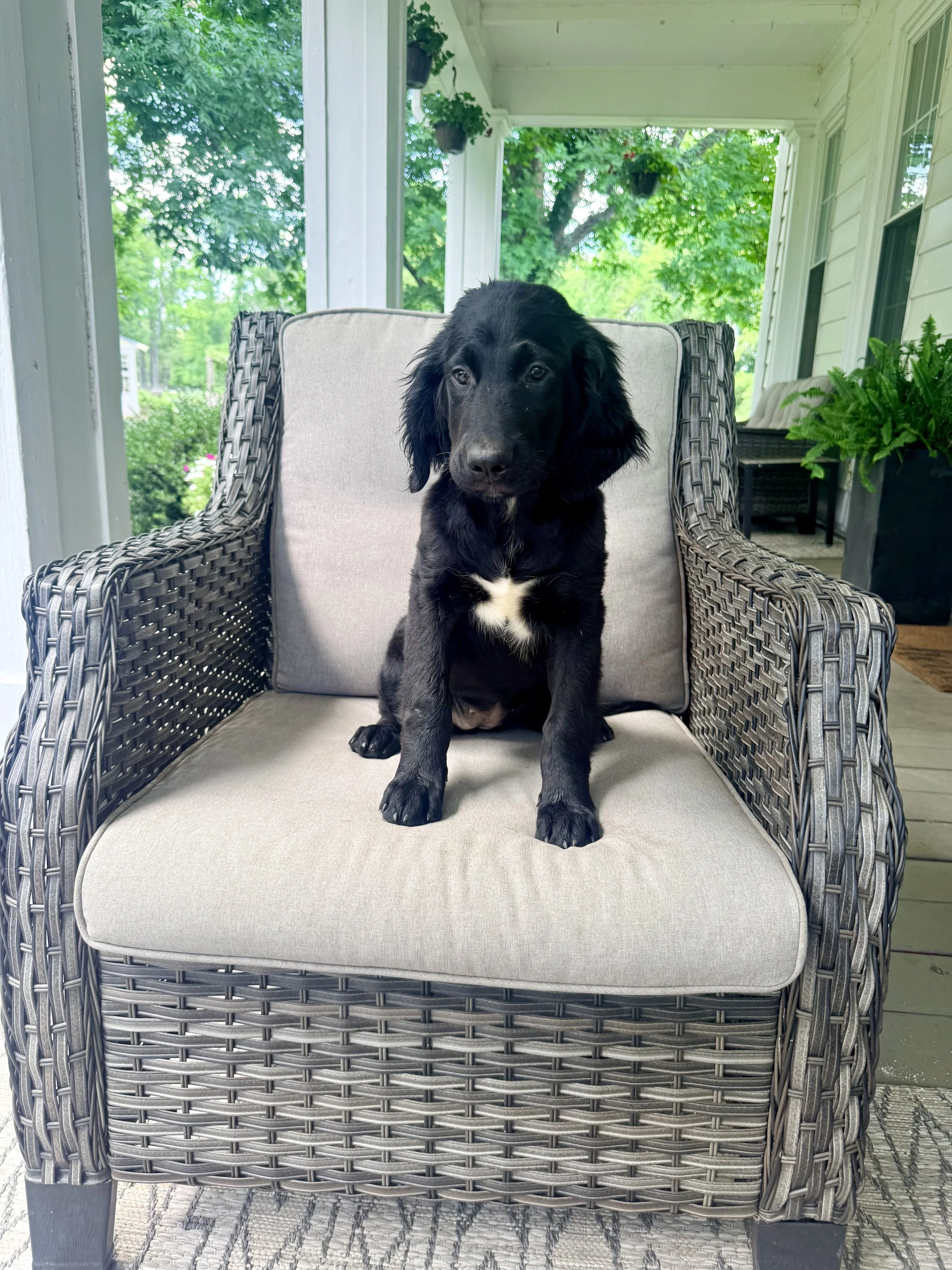 Bernedoodle Puppy 