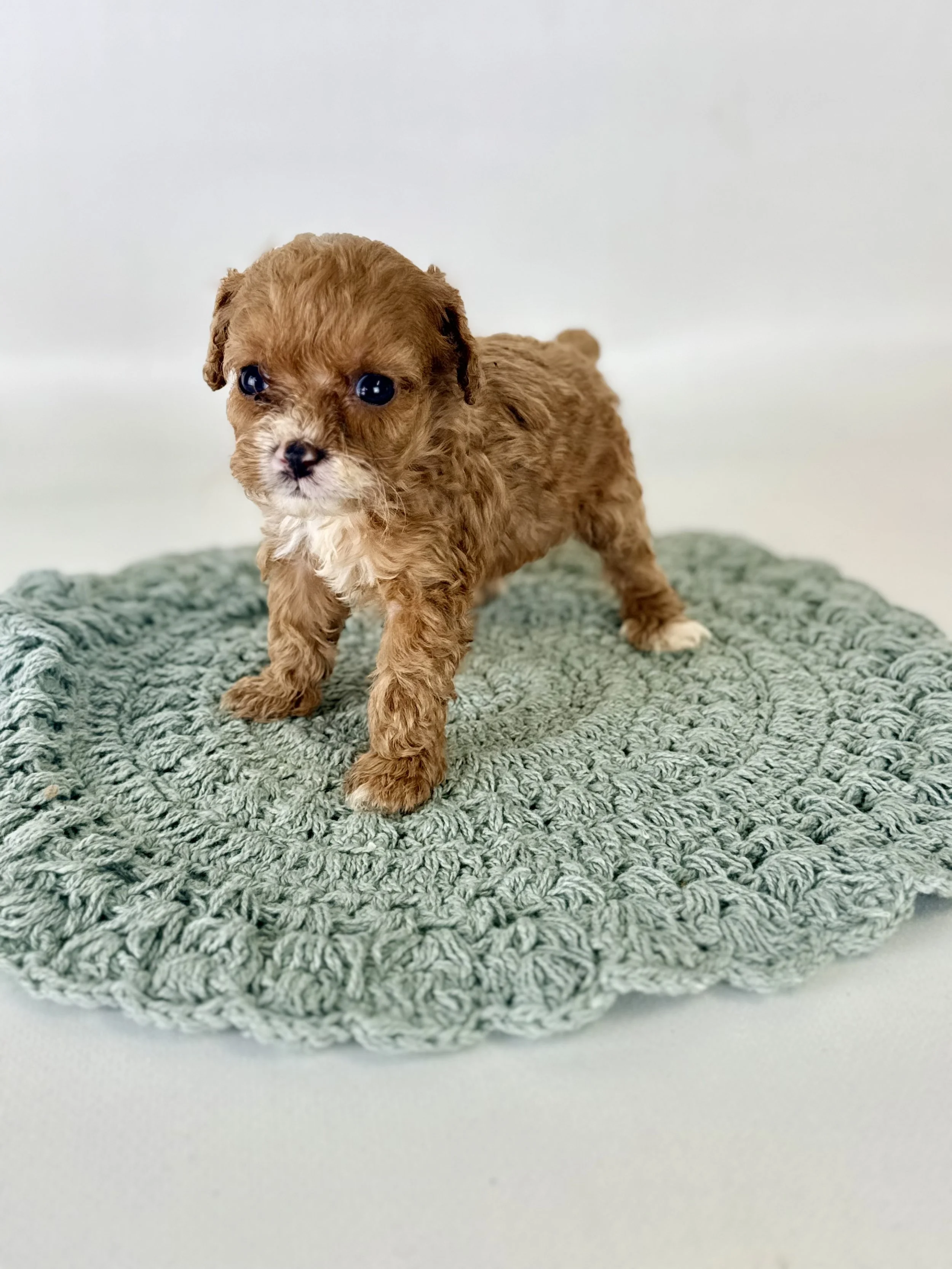 Cavapoo Puppies NC