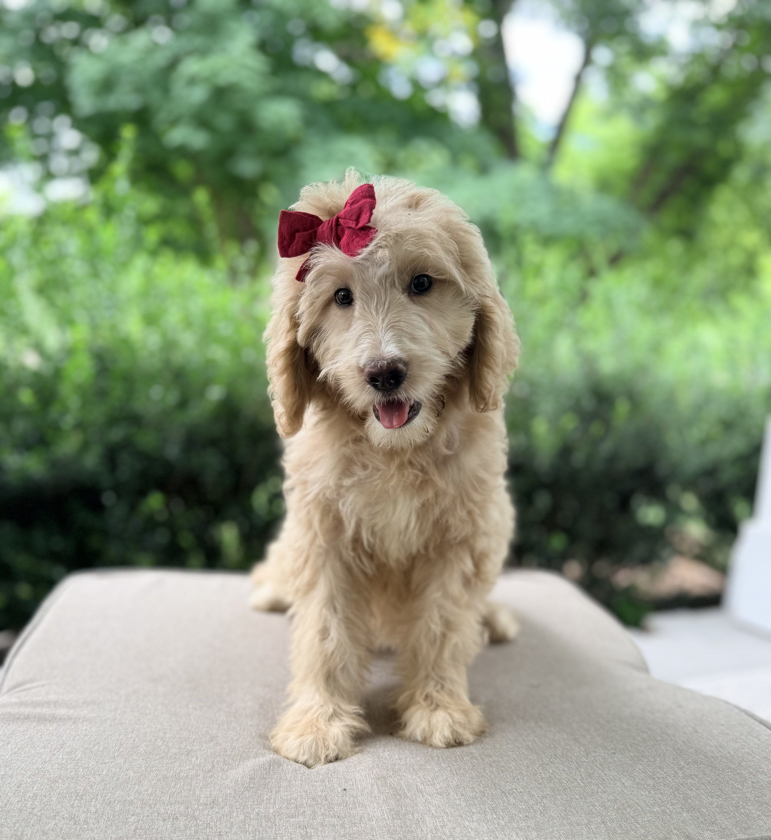 Standardized Goldendoodle Girl