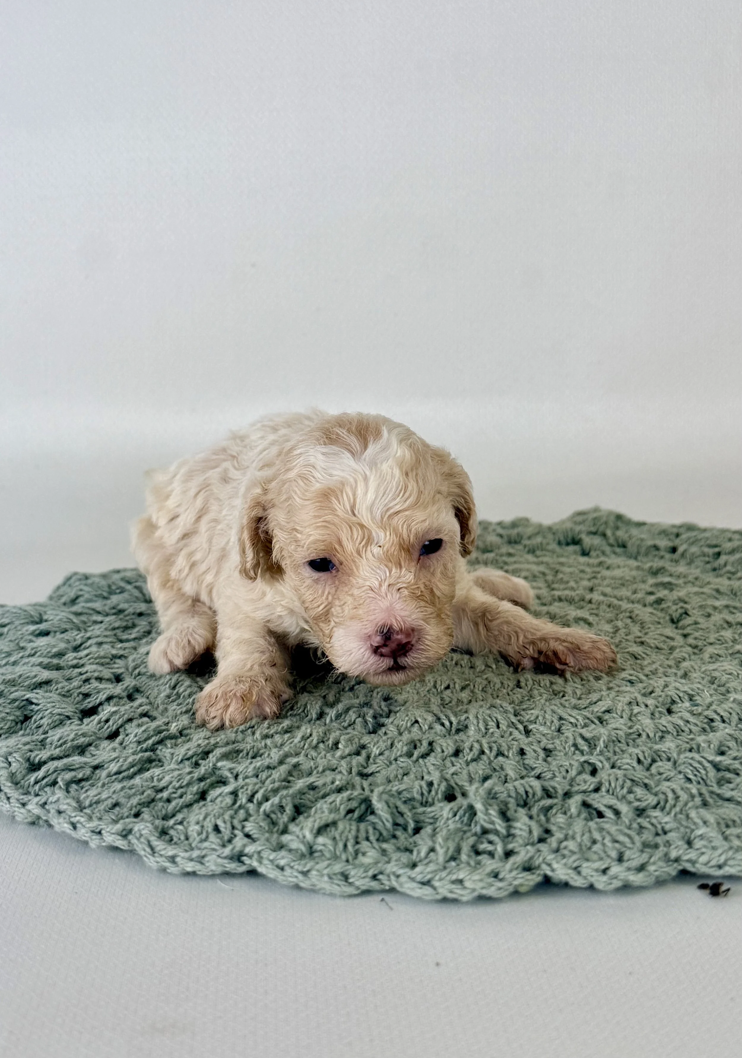 Mini Bernedoodle Puppies NC