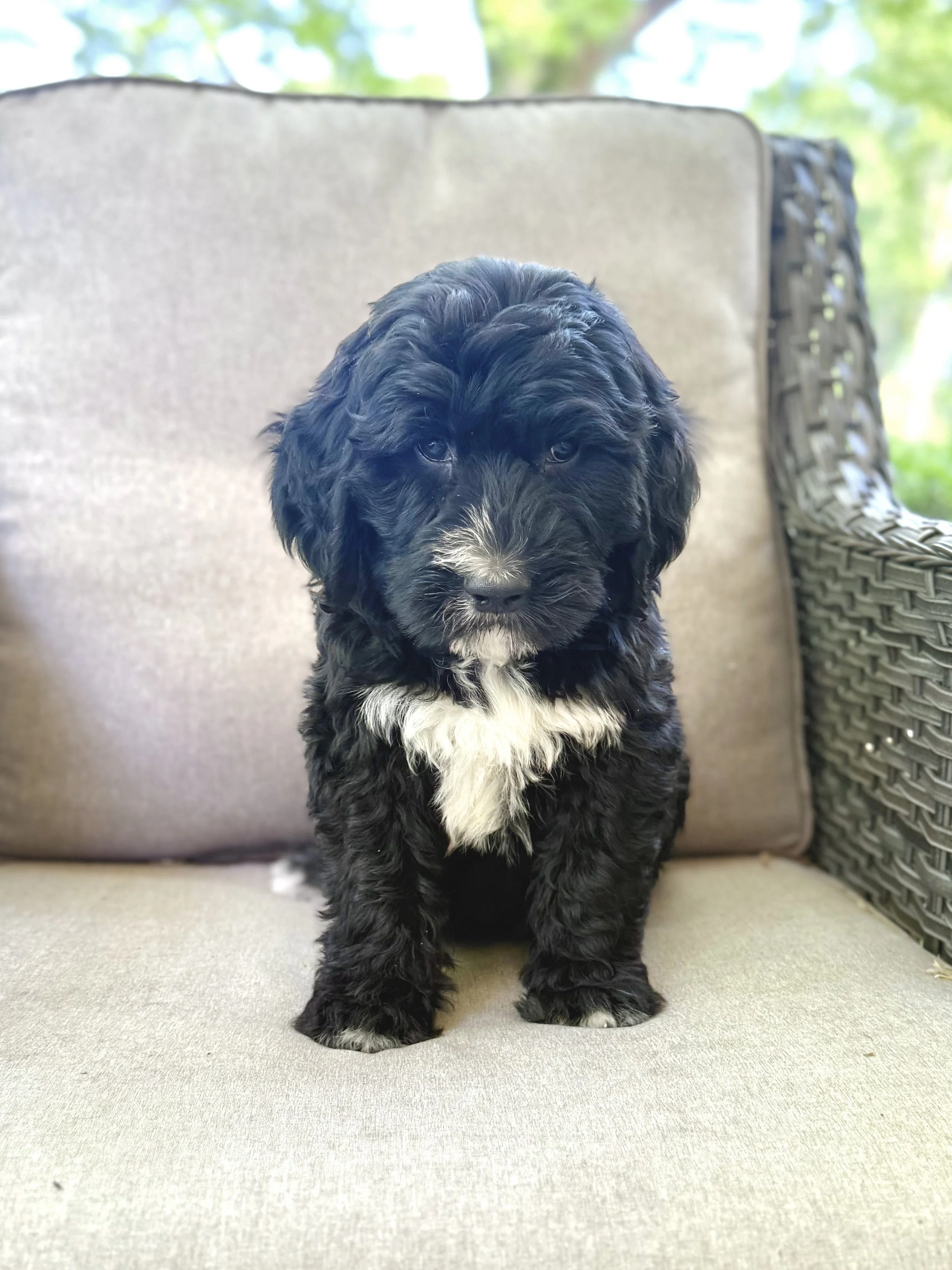bernedoodle puppy nc