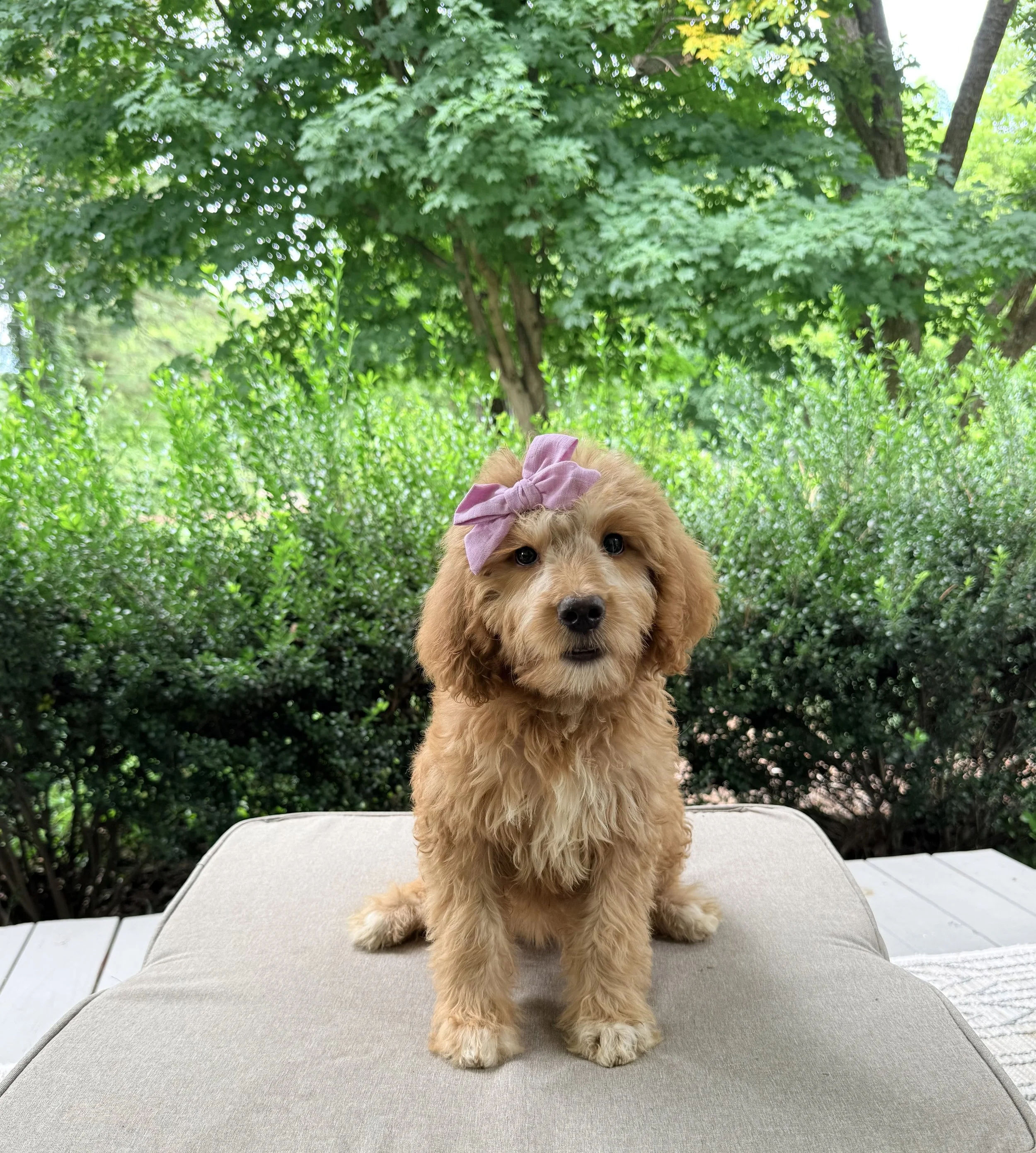 Goldendoodle Puppies Located in Goldsboro, NC