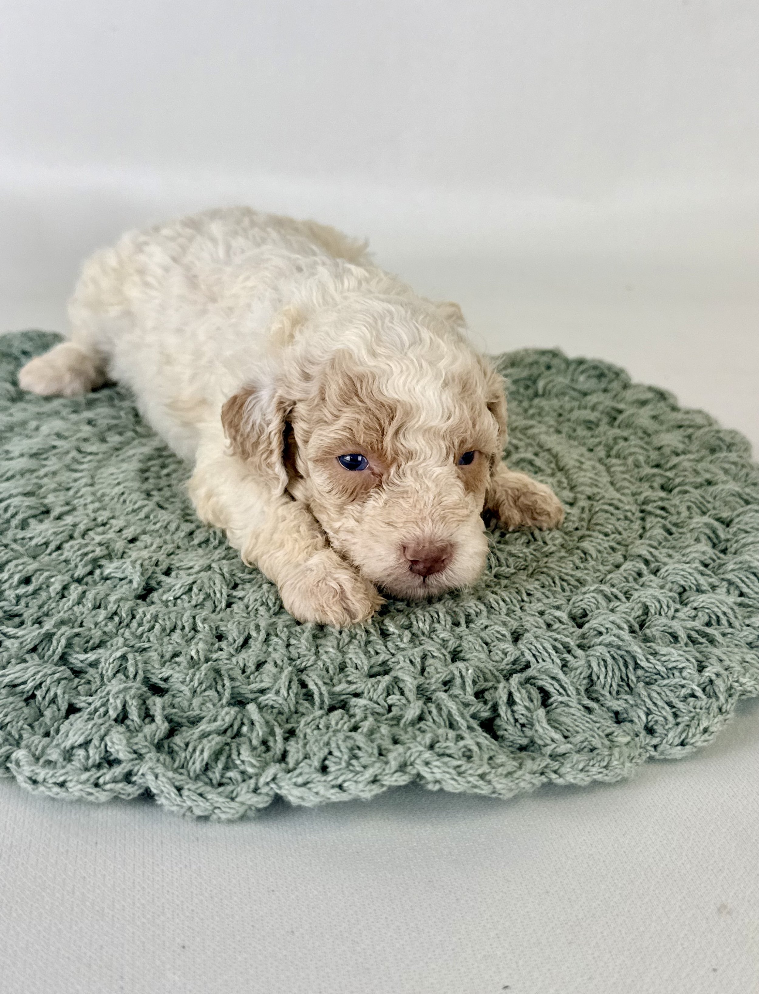 Mini Bernedoodles Puppies Located in Goldsboro, NC