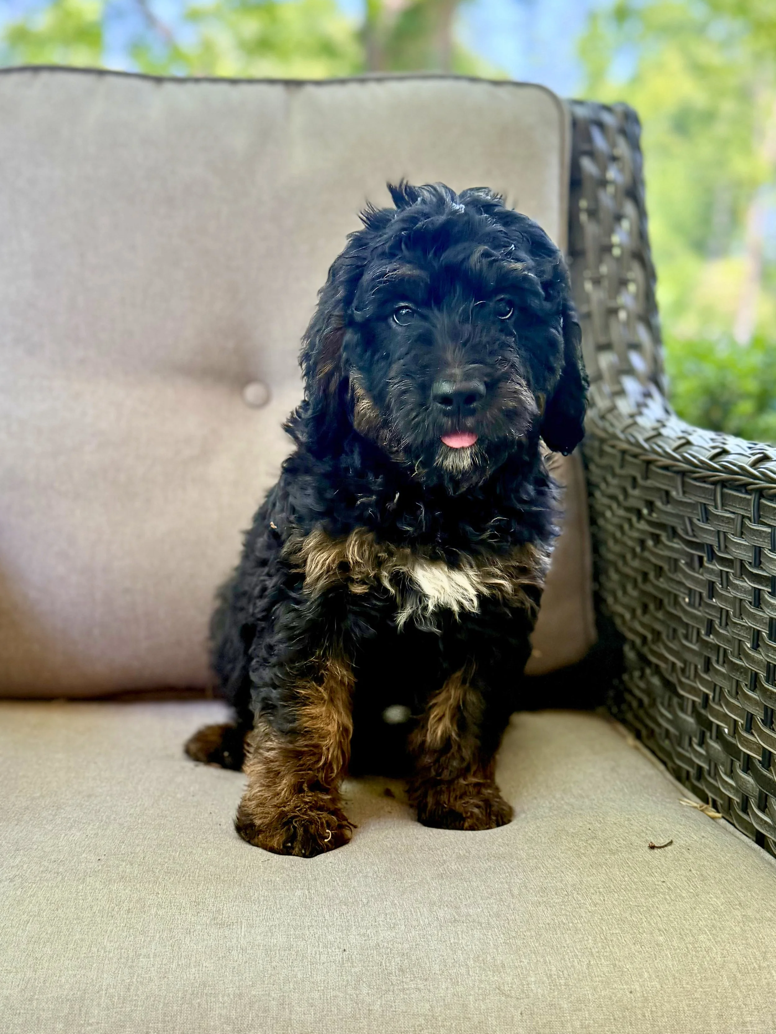Bernedoodle Puppies Located in Goldsboro, NC