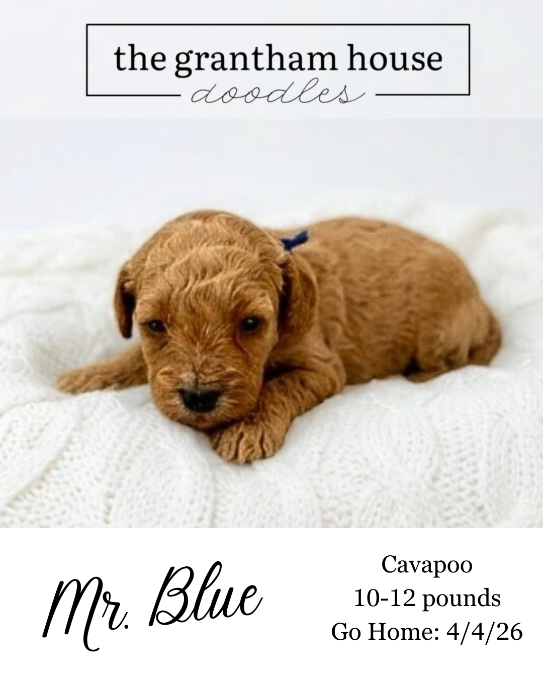 Cavapoo Puppies NC