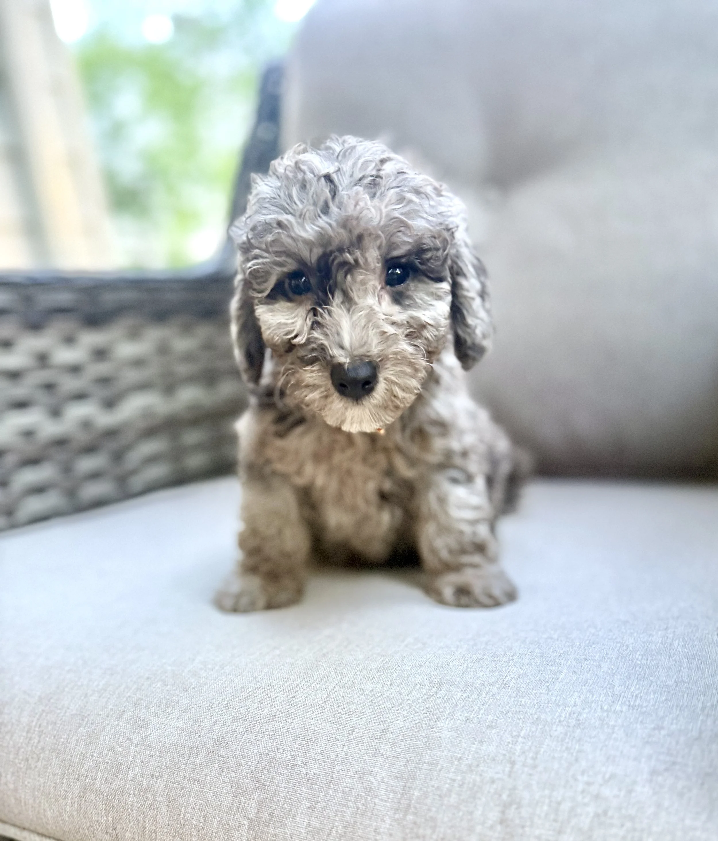 Mini Bernedoodle Boy