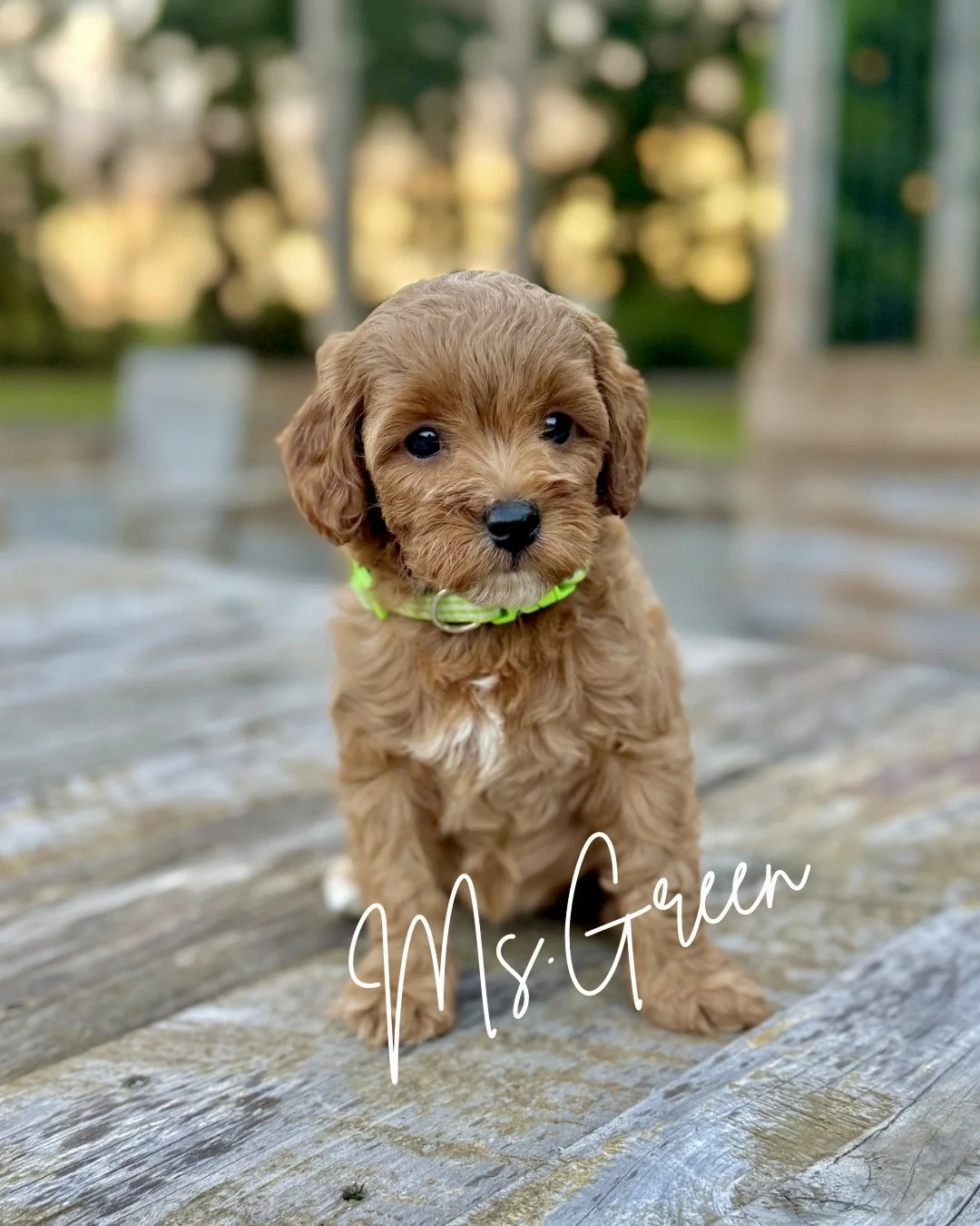 cavapoo puppy nc