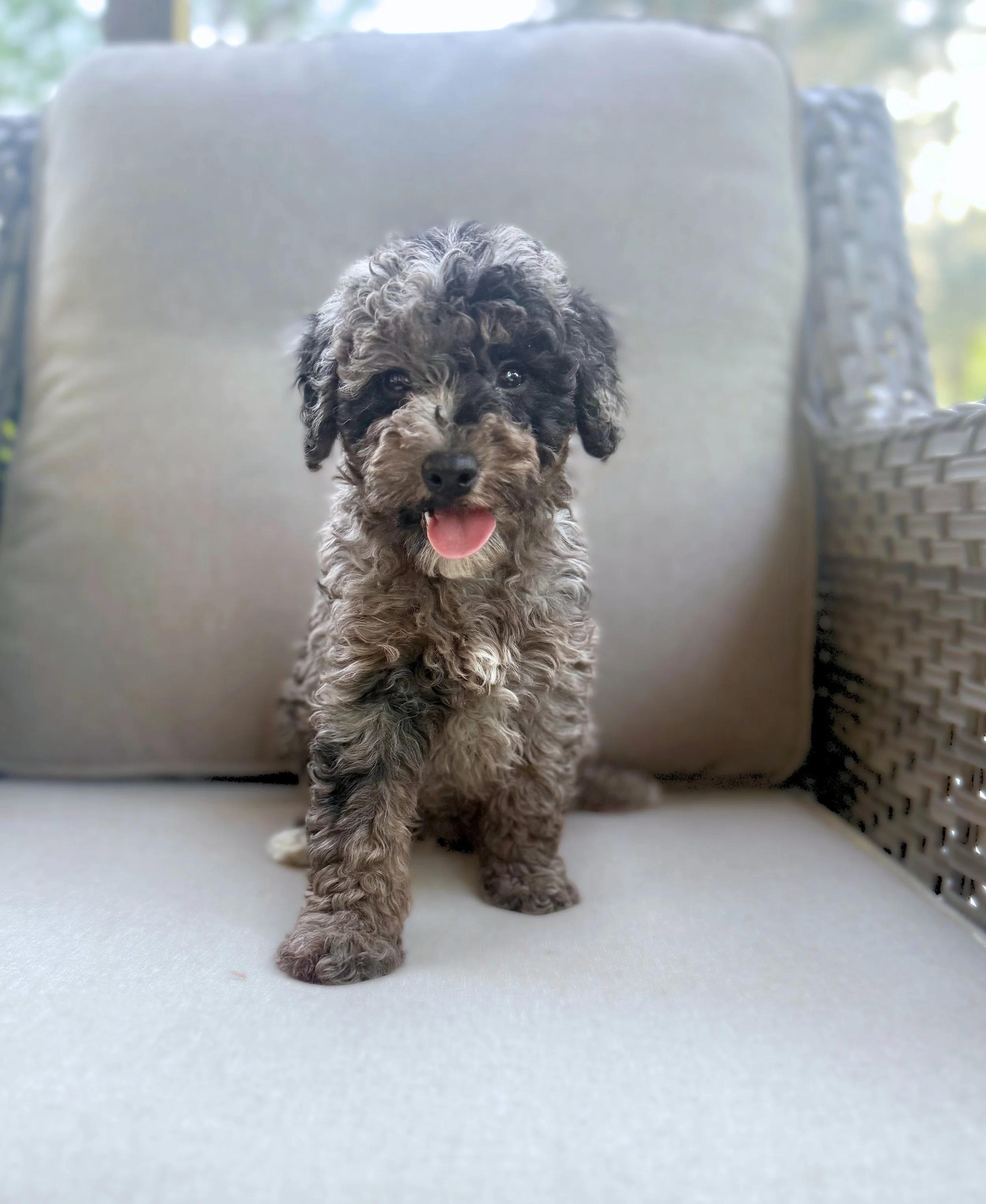 Mini Bernedoodle Puppies NC