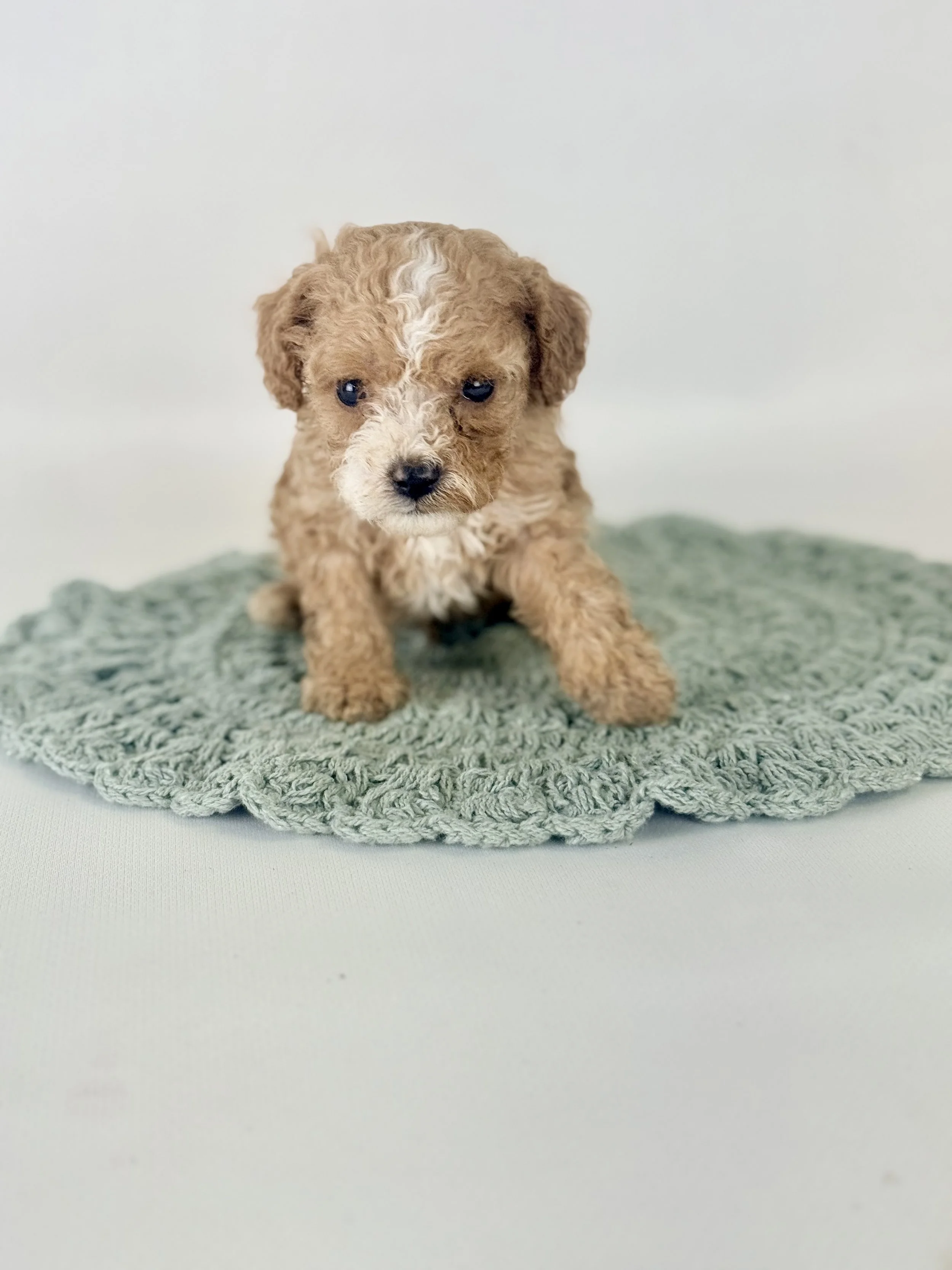 Cavapoo Puppies Located in Goldsboro, NC