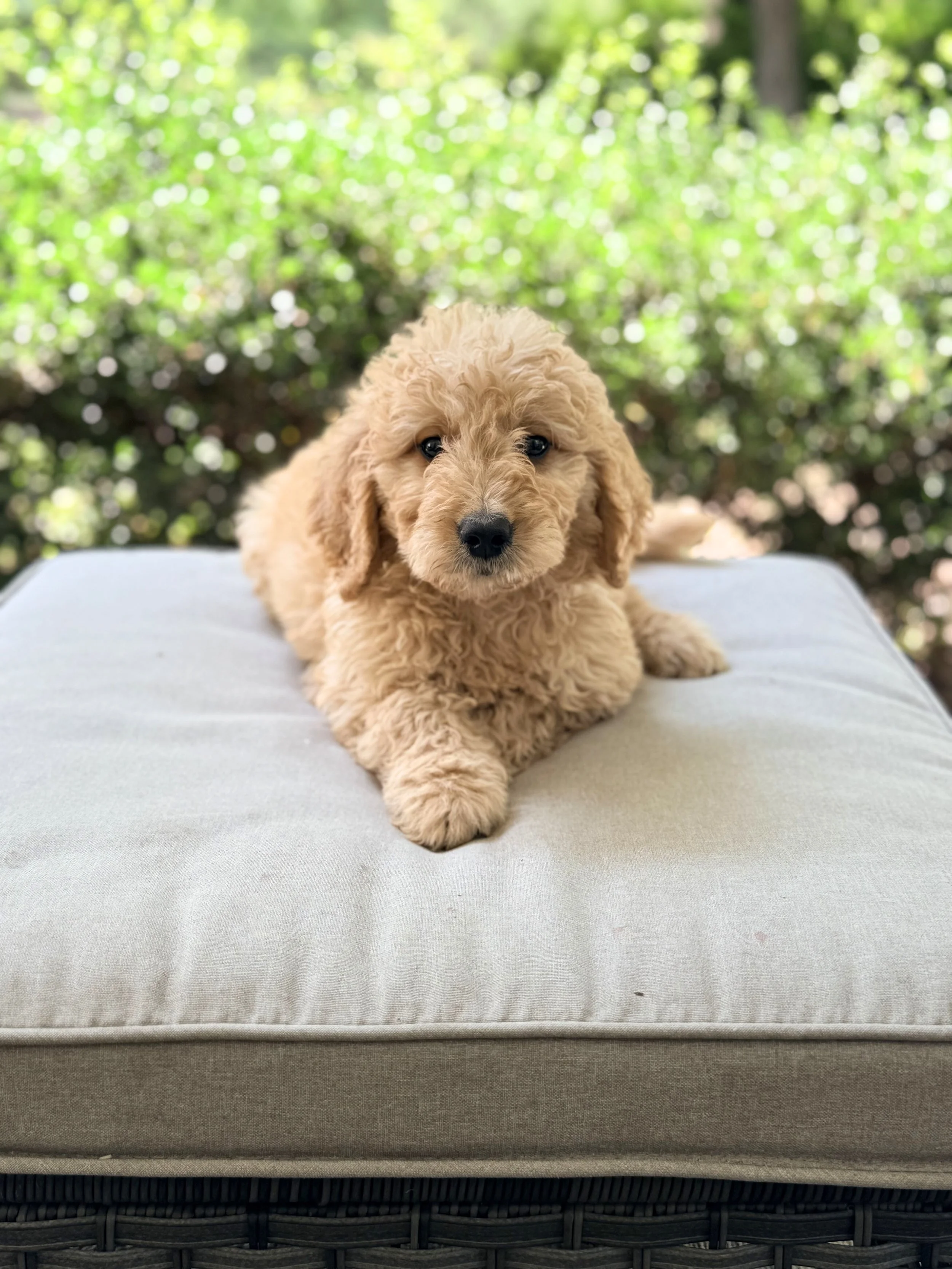 Standard Goldendoodle Boy