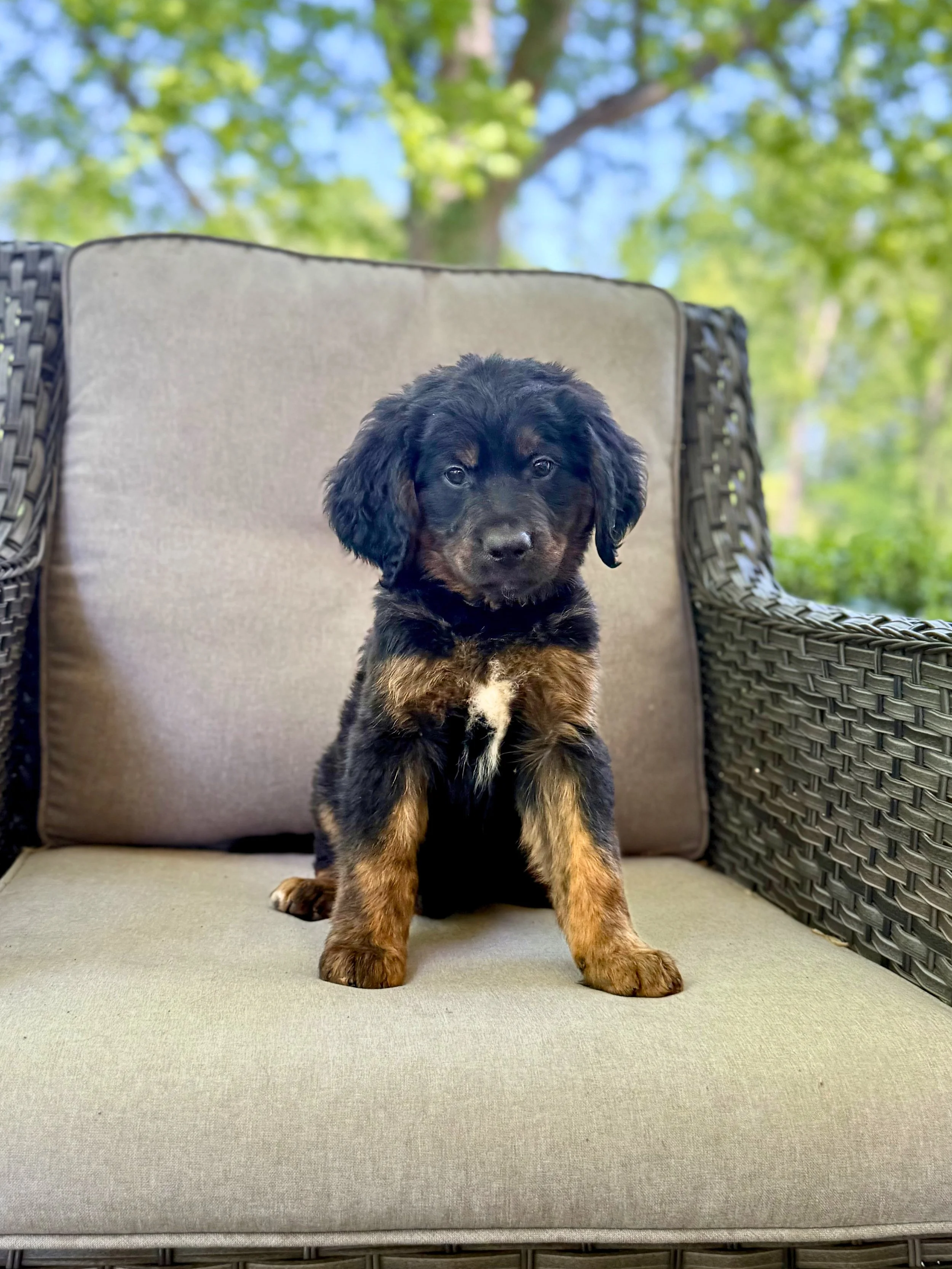 Bernedoodles Puppies NC