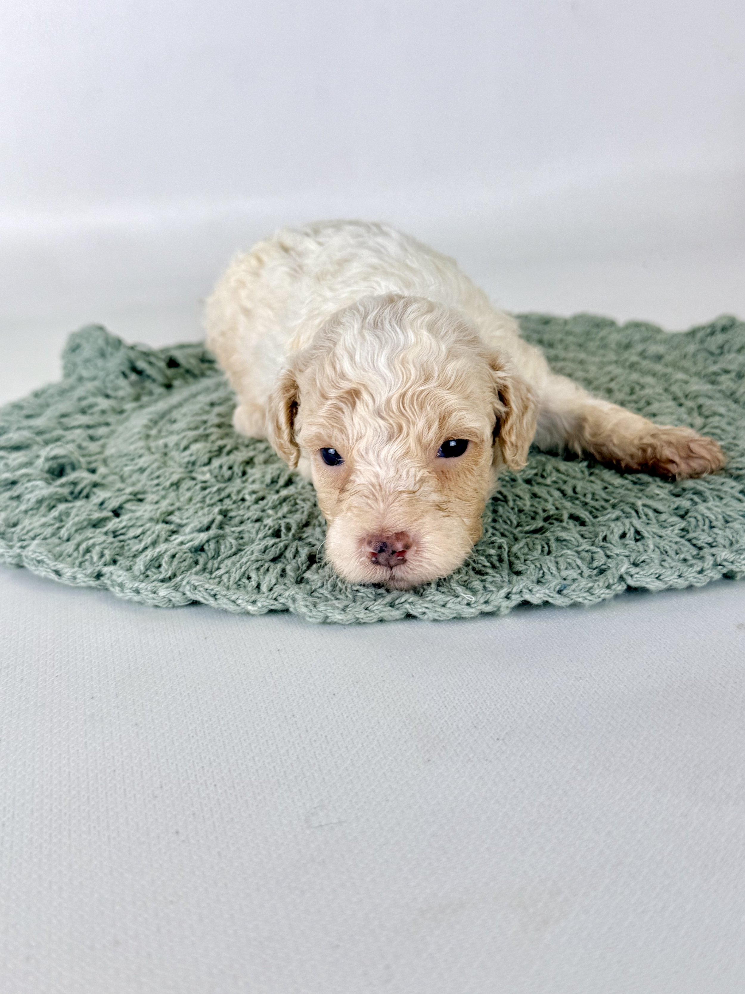 Mini Bernedoodle Puppies NC