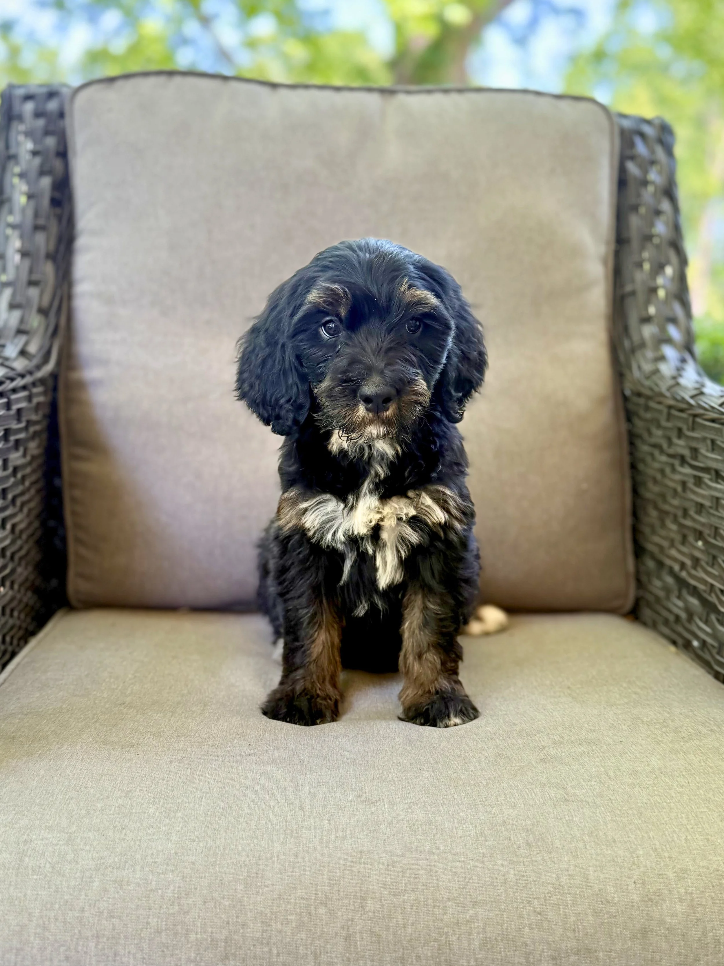 Bernedoodle Puppy