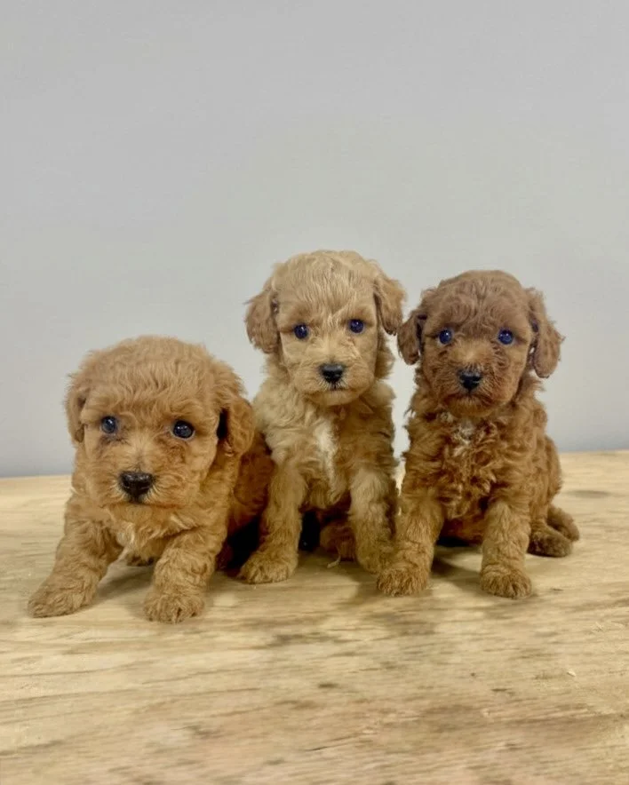 Bichonpoo Puppies Goldsboro NC