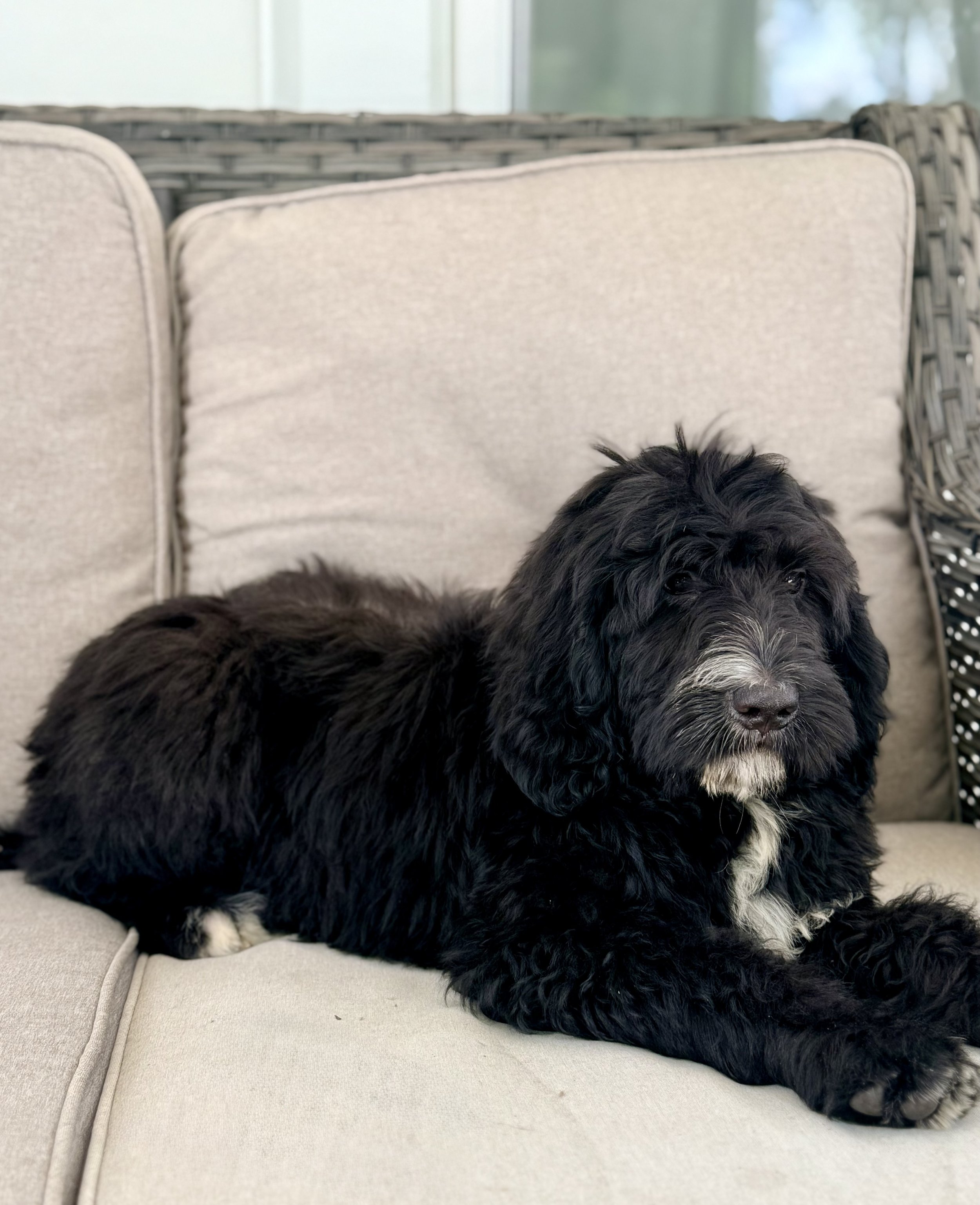 bernedoodle puppy nc