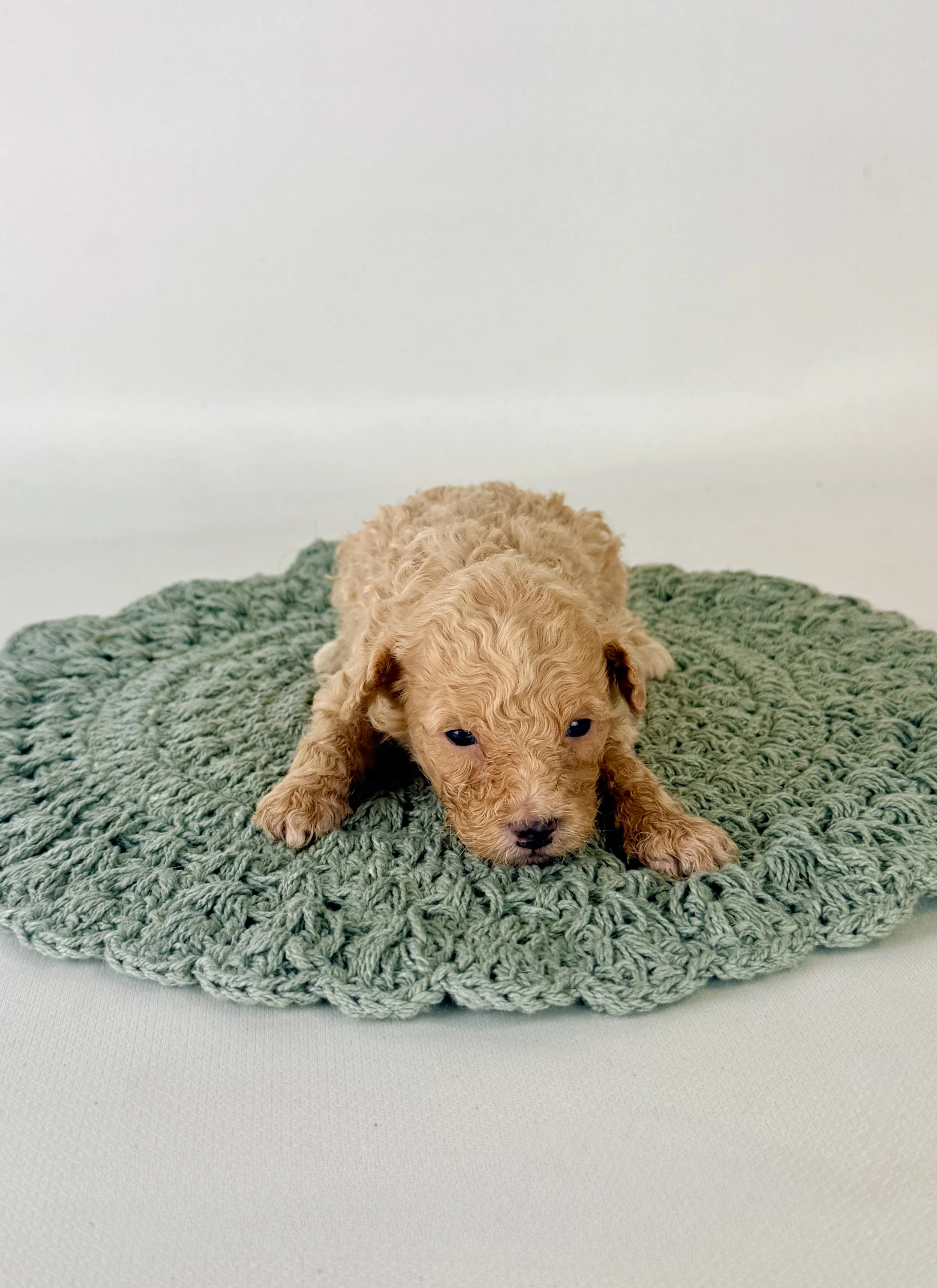 Mini Bernedoodle Puppies Located in Goldsboro, NC