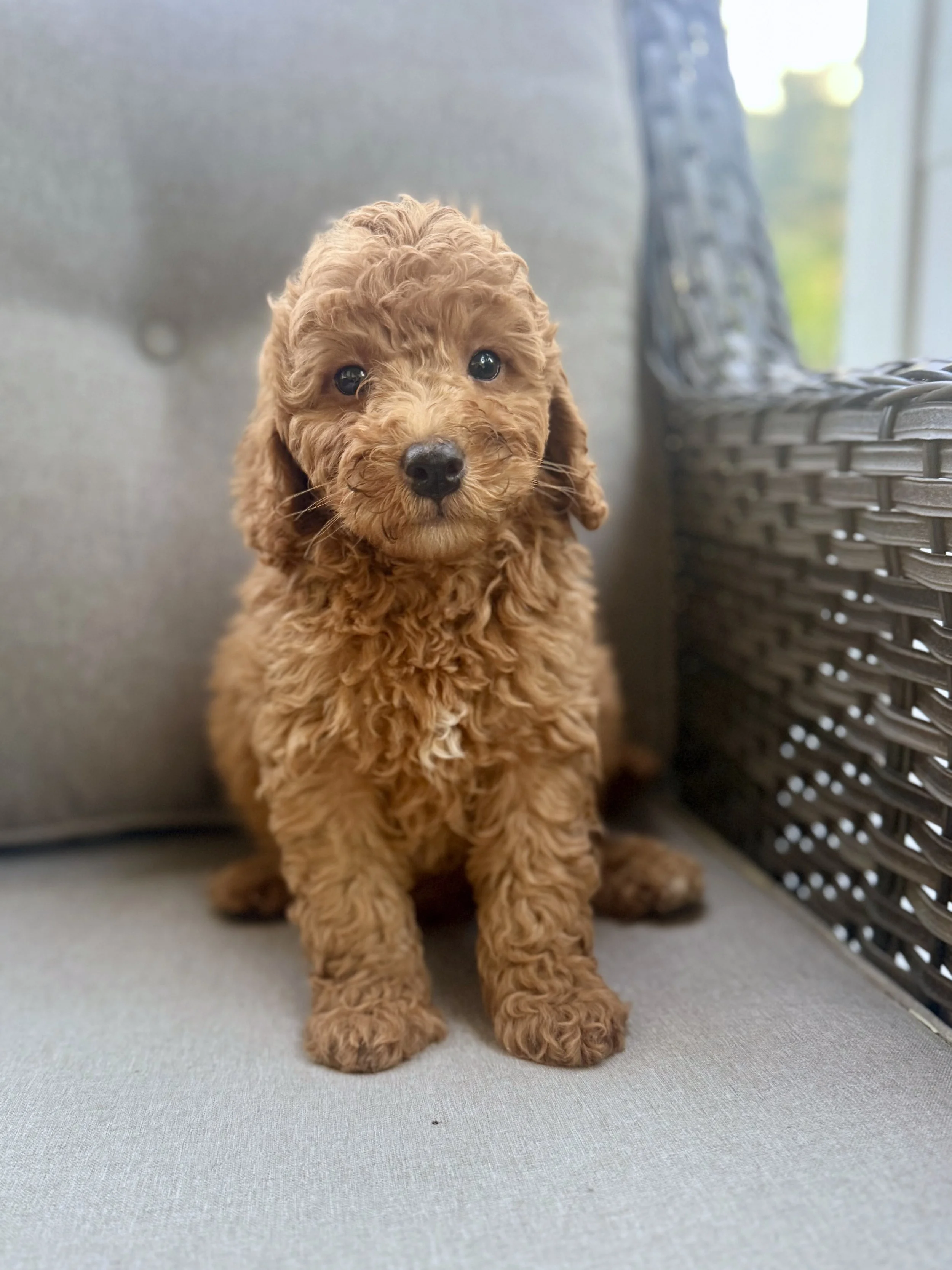 Mini Bernedoodle Puppies NC