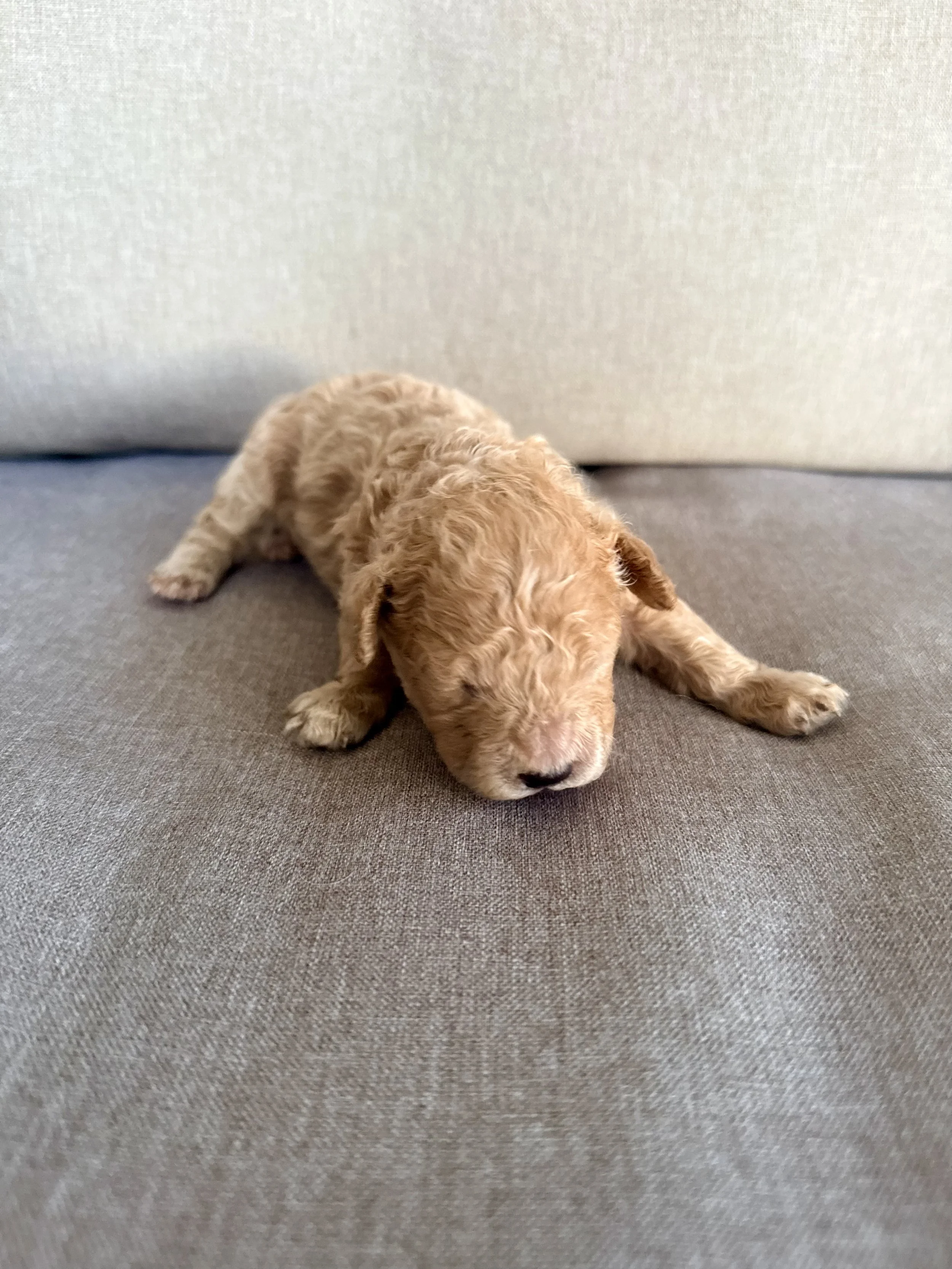 Cavapoo Puppies Located in Goldsboro, NC