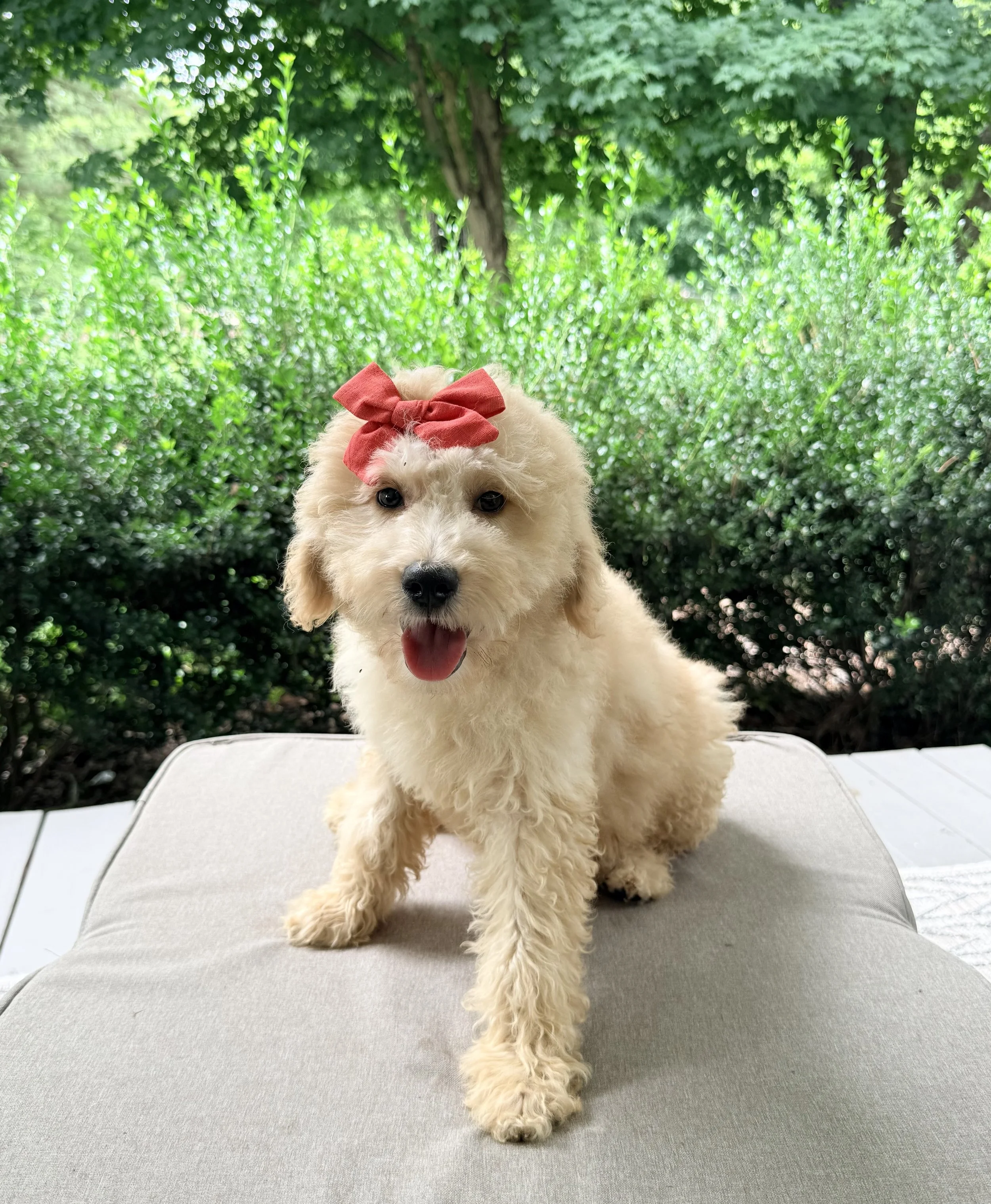 Standard Goldendoodle Girl