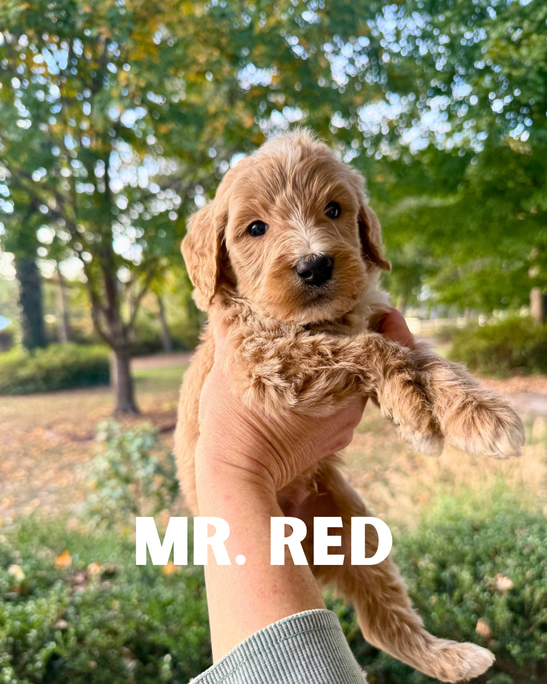Standard Goldendoodle Boy