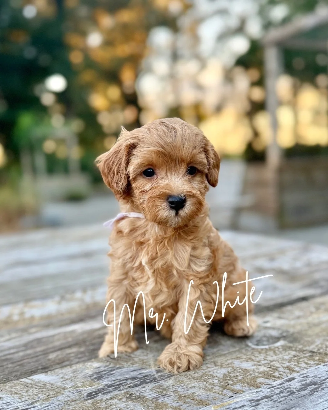 cavapoo puppy for sale nc