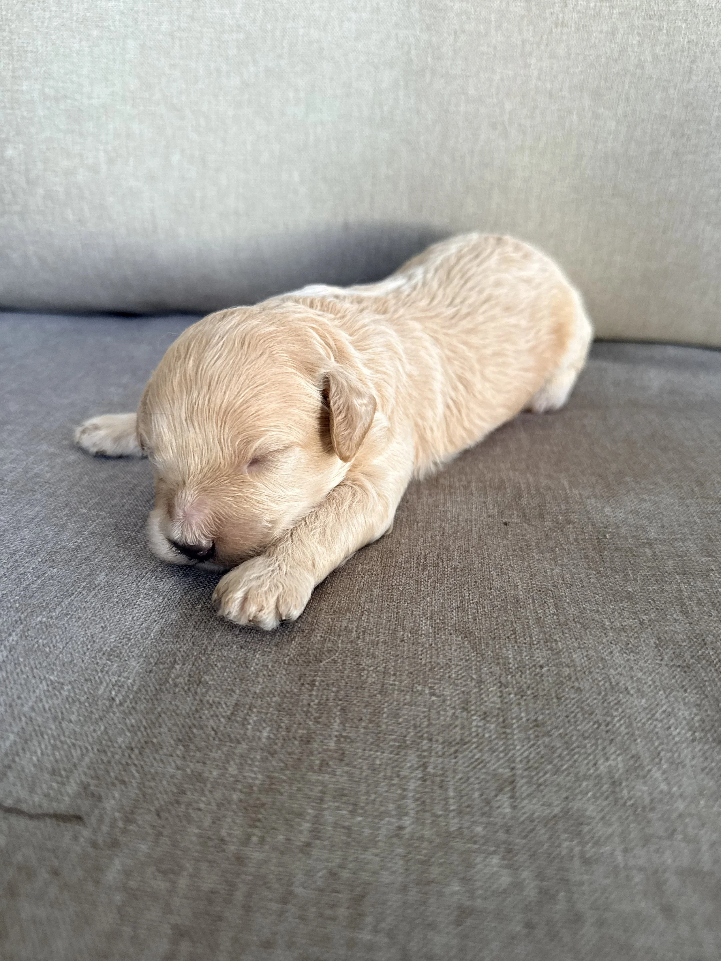 cavapoo puppy nc