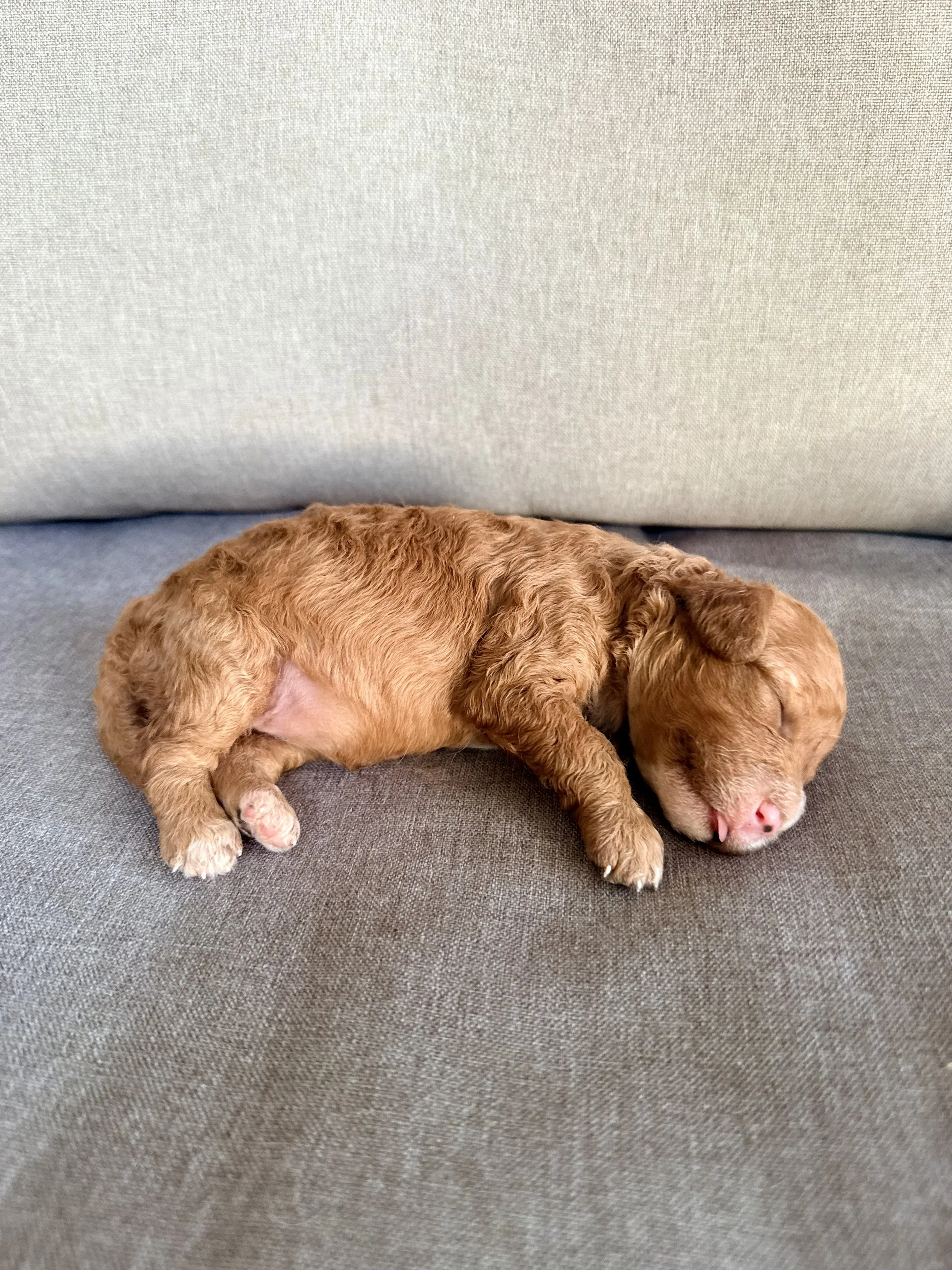 Cavapoo Puppies Located in Goldsboro, NC