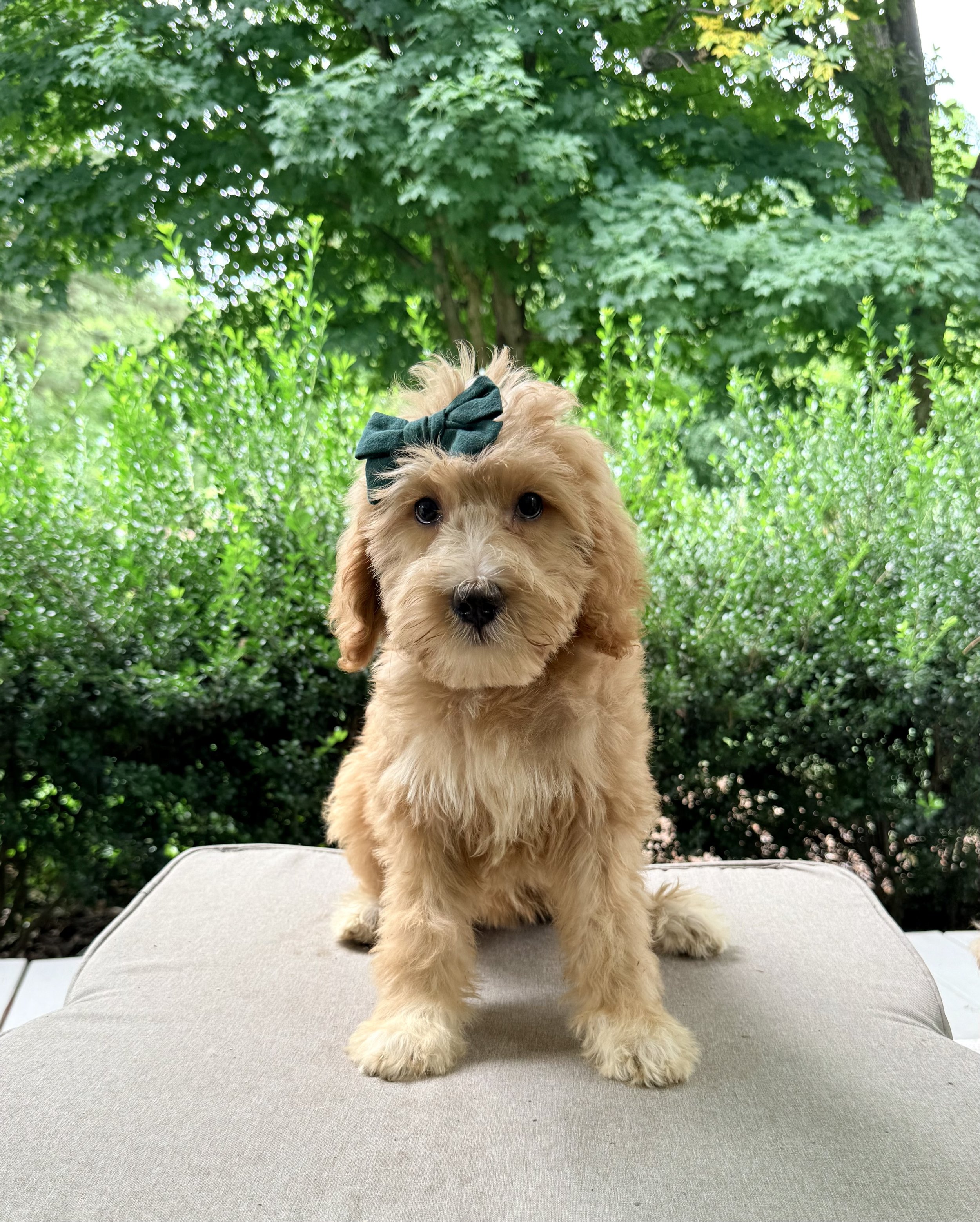 Standard Goldendoodle Girl