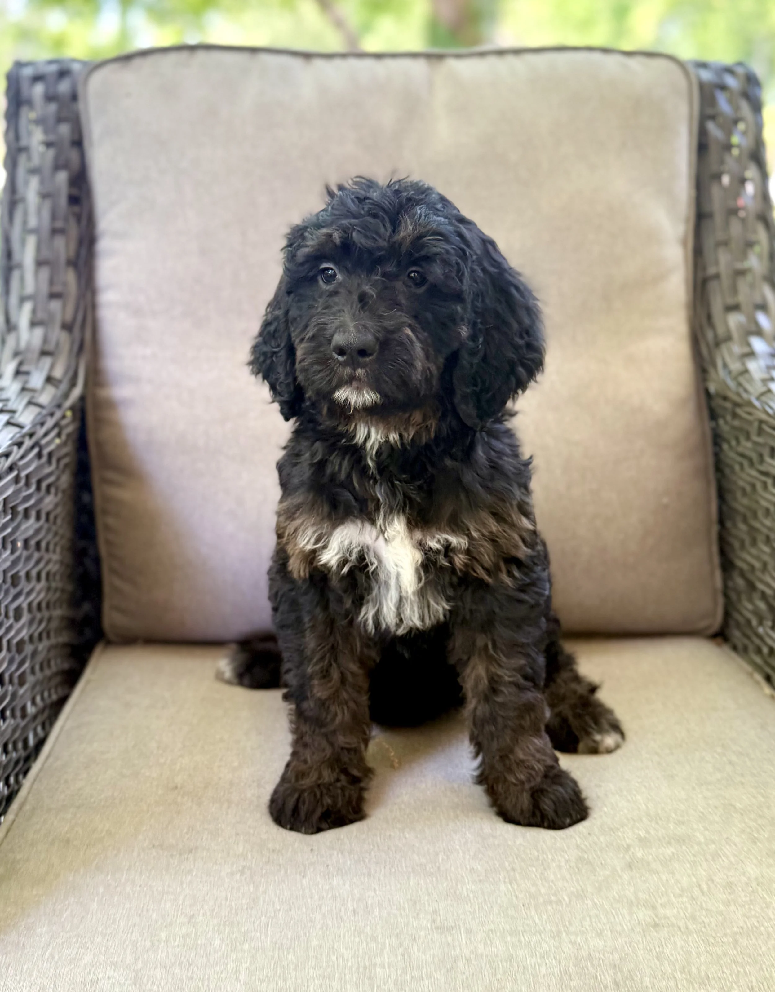 Bernedoodle puppy for sale nc