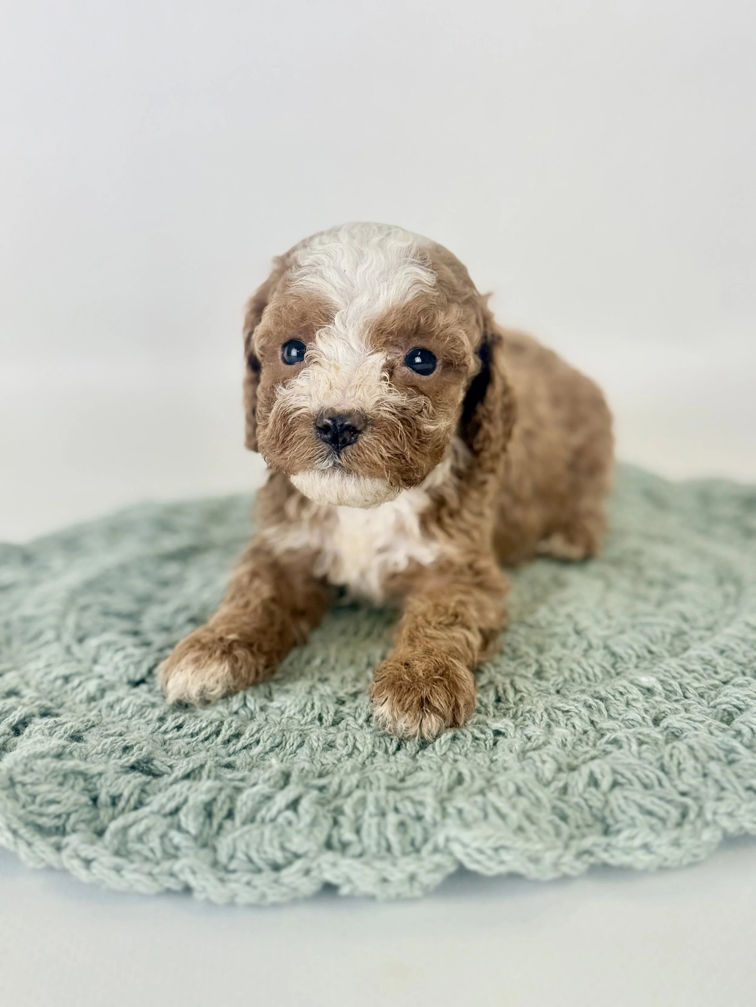 Cavapoo Puppies Located in Goldsboro, NC