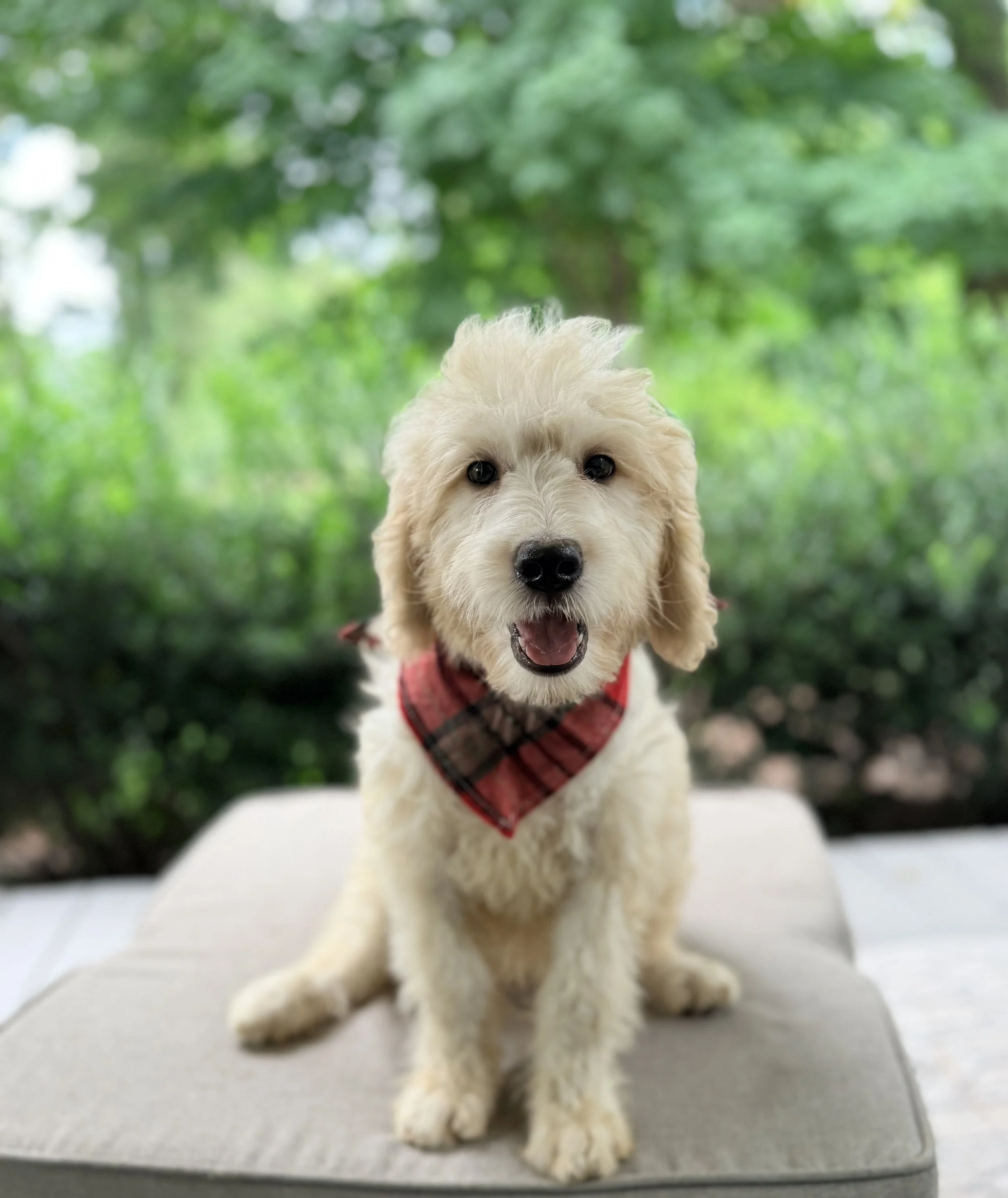 Goldendoodle Puppies Located in Goldsboro, NC