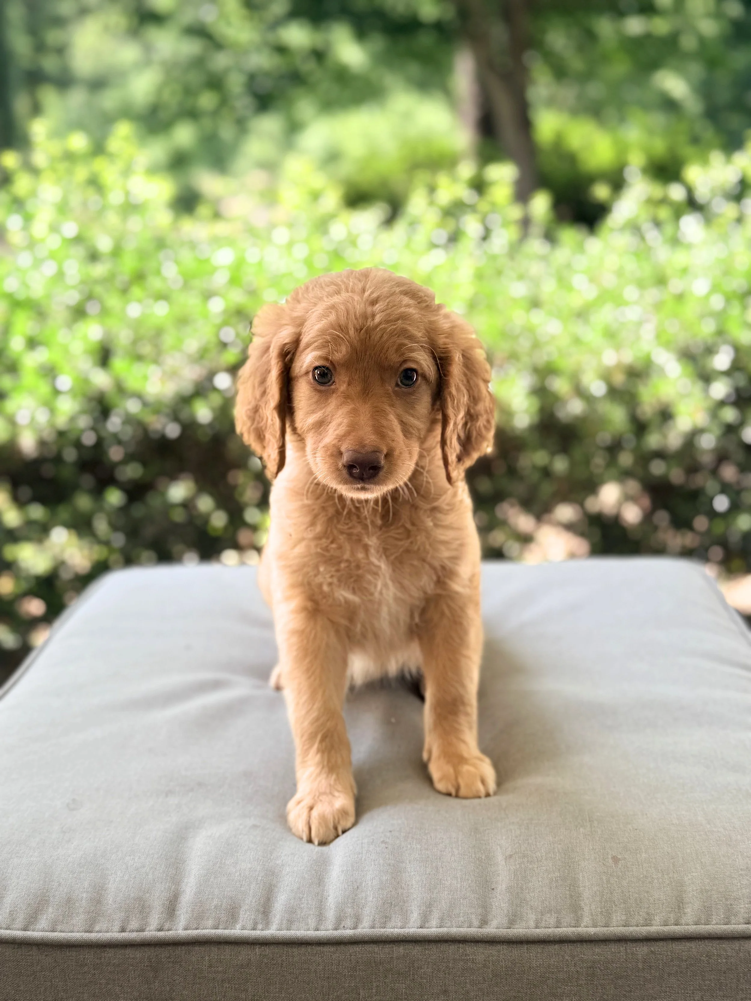 Standard Goldendoodle Girl