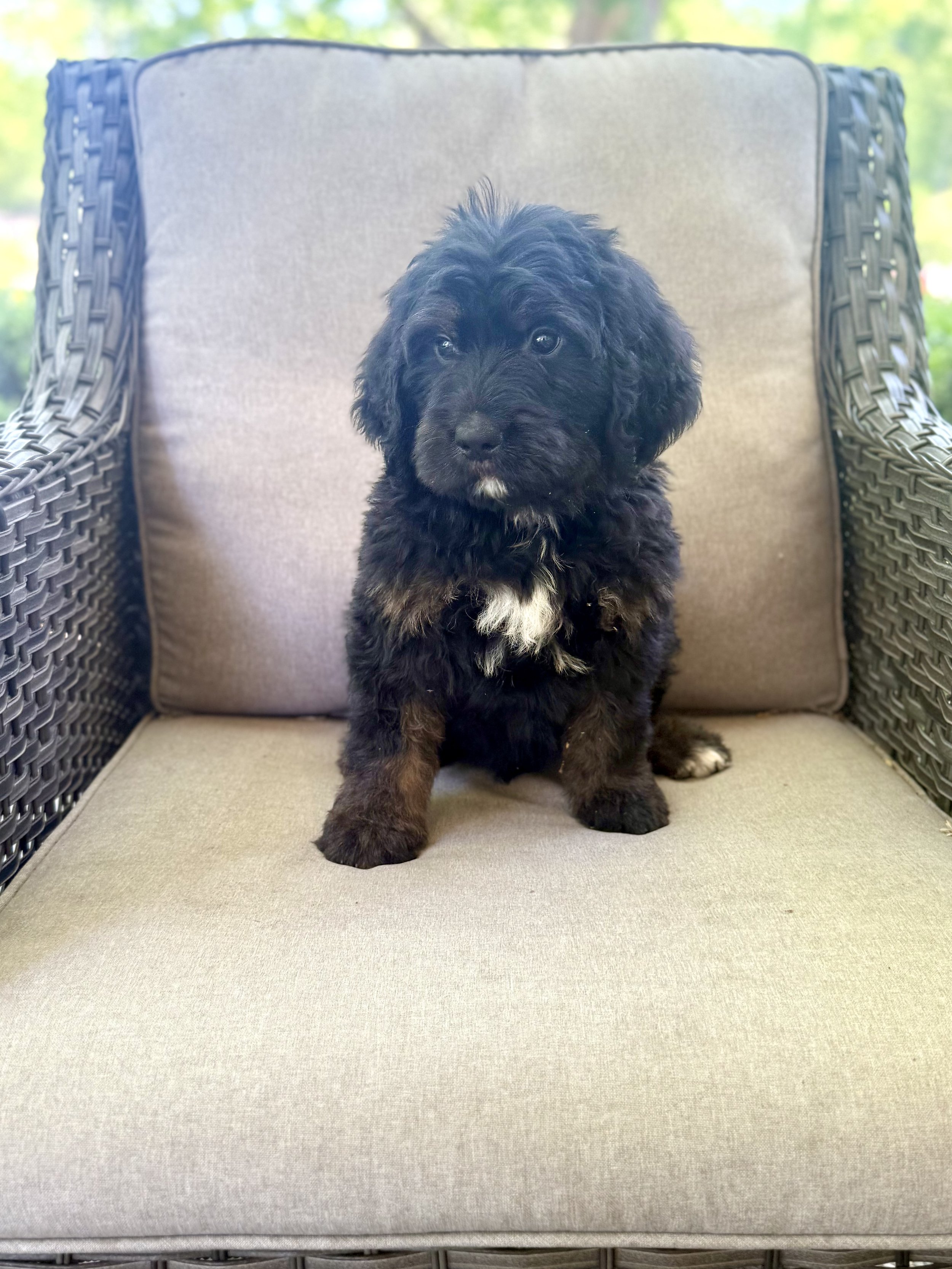 Bernedoodle Puppy 