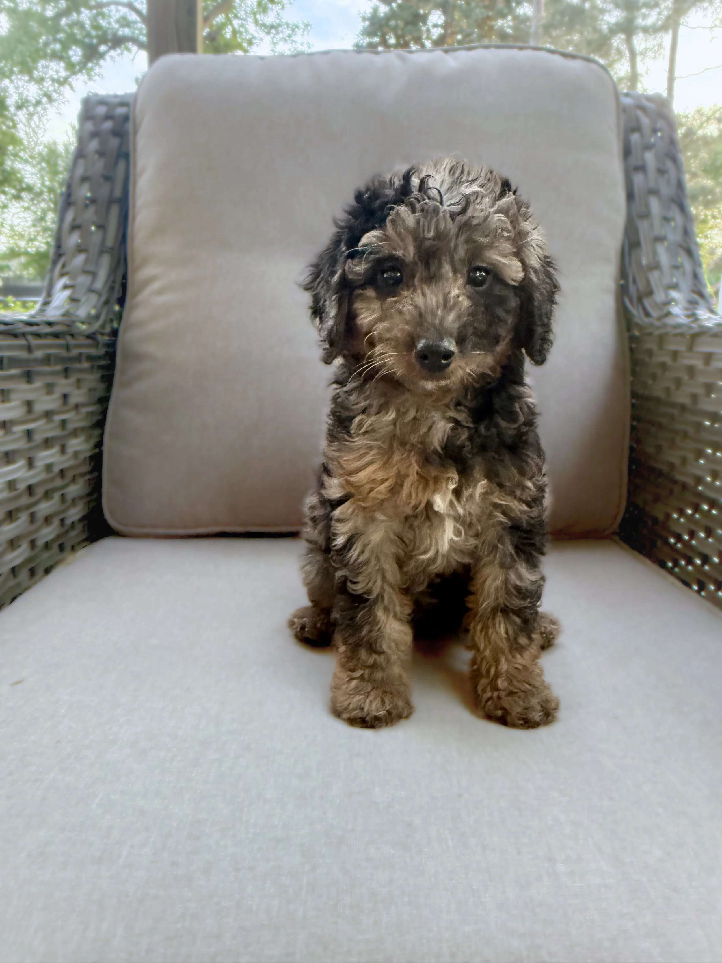 Mini Bernedoodle Puppies NC