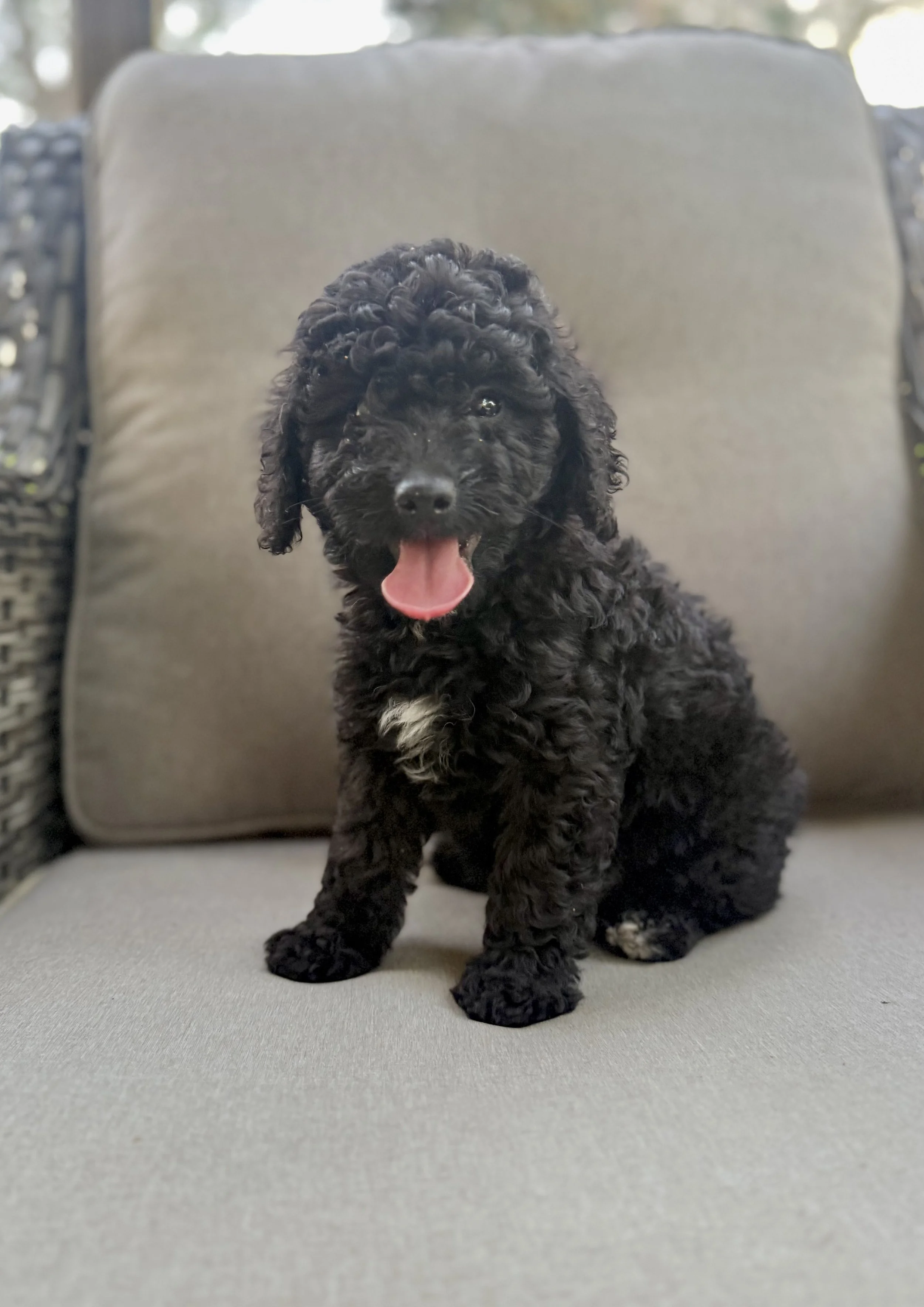 Mini Bernedoodle Puppies NC