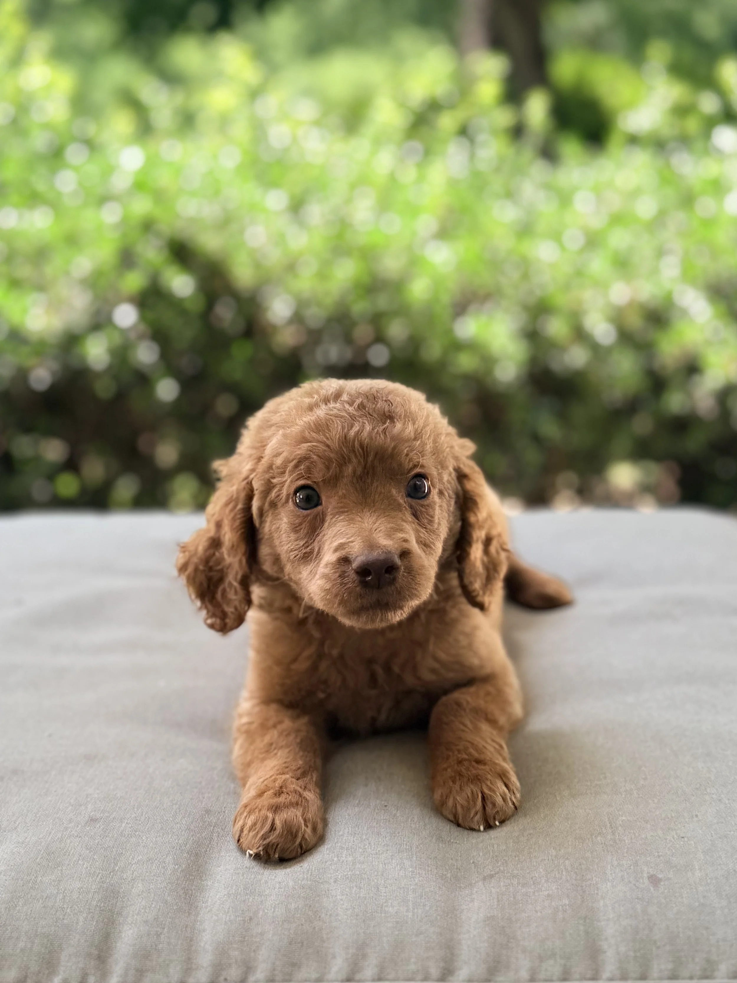 Standard Goldendoodle Girl