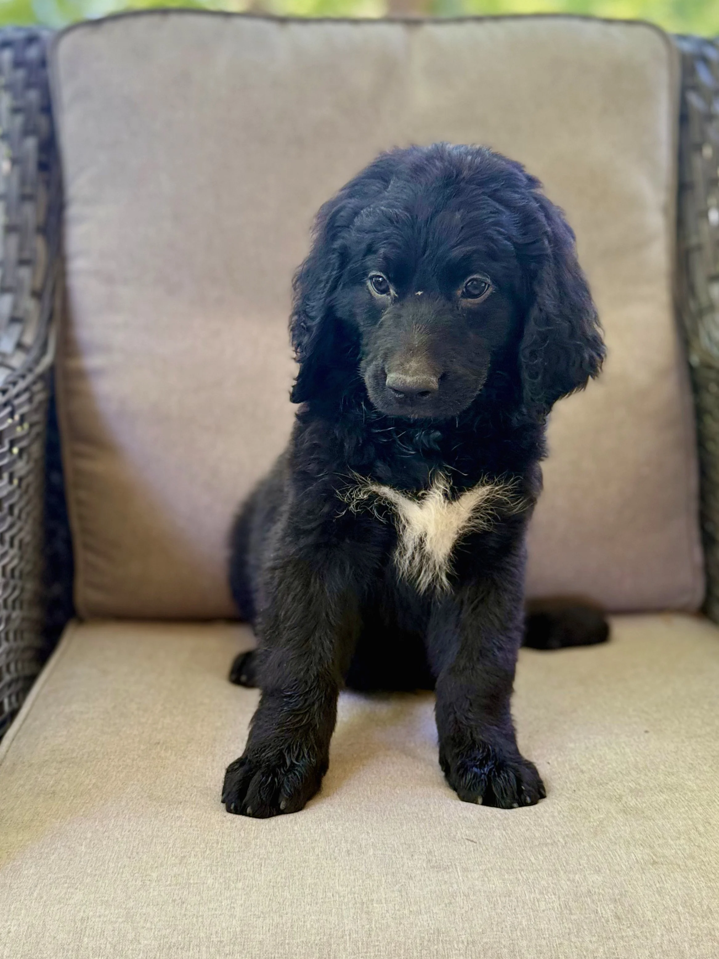  bernedoodle puppy nc
