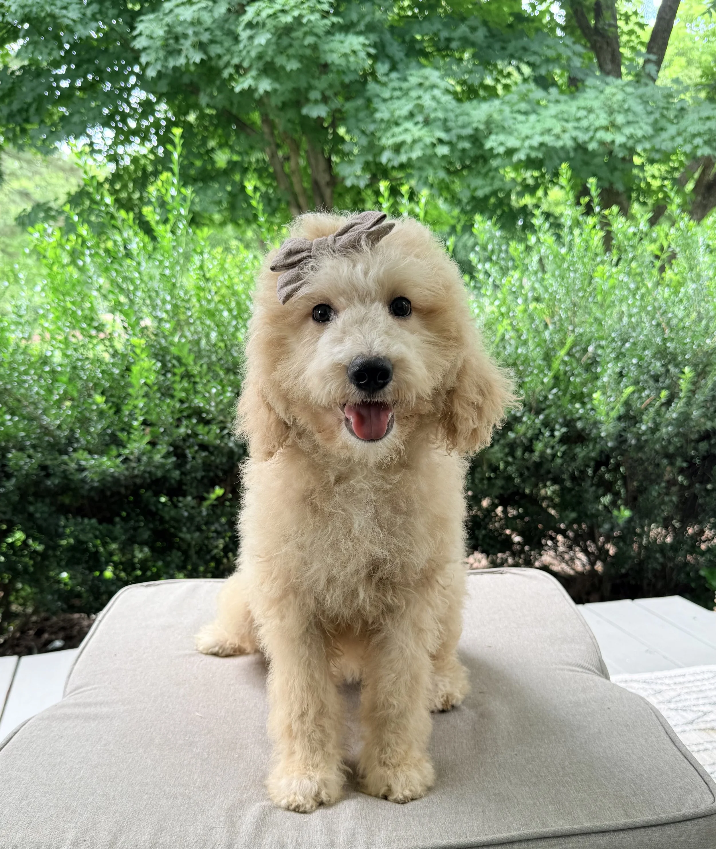 Standard Goldendoodle Girl
