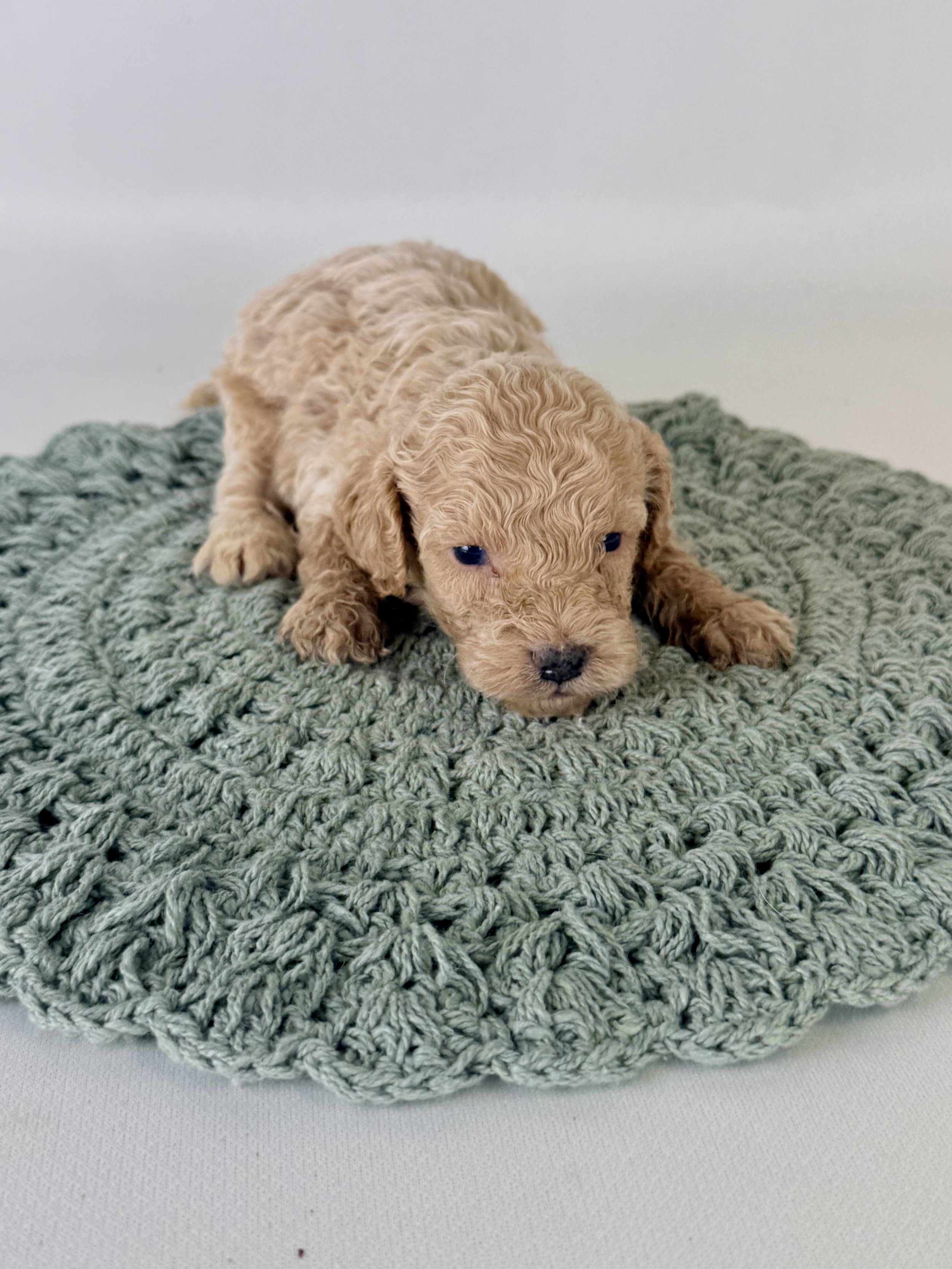 Mini Bernedoodle Puppies NC