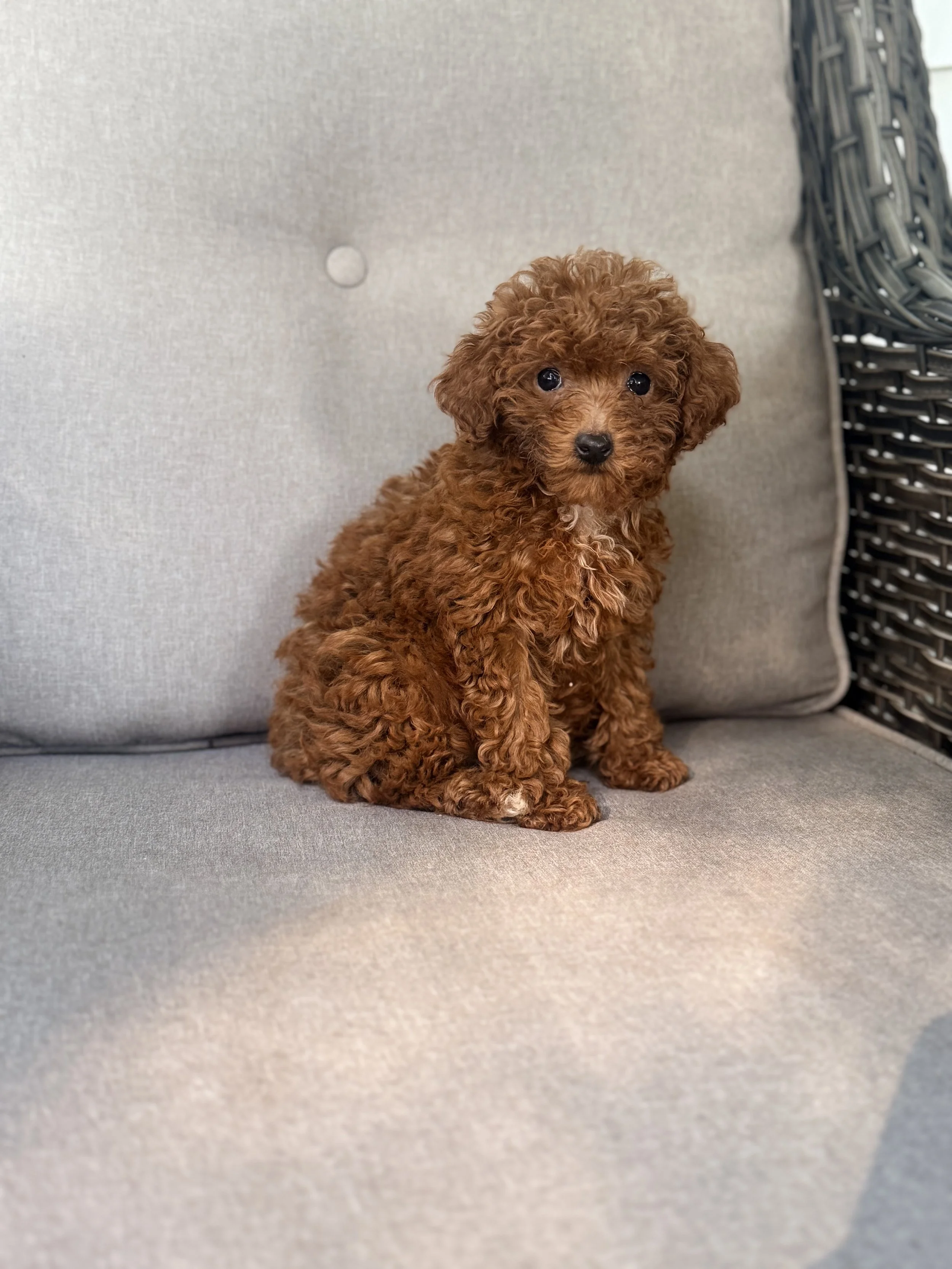 Bichonpoo Puppy NC