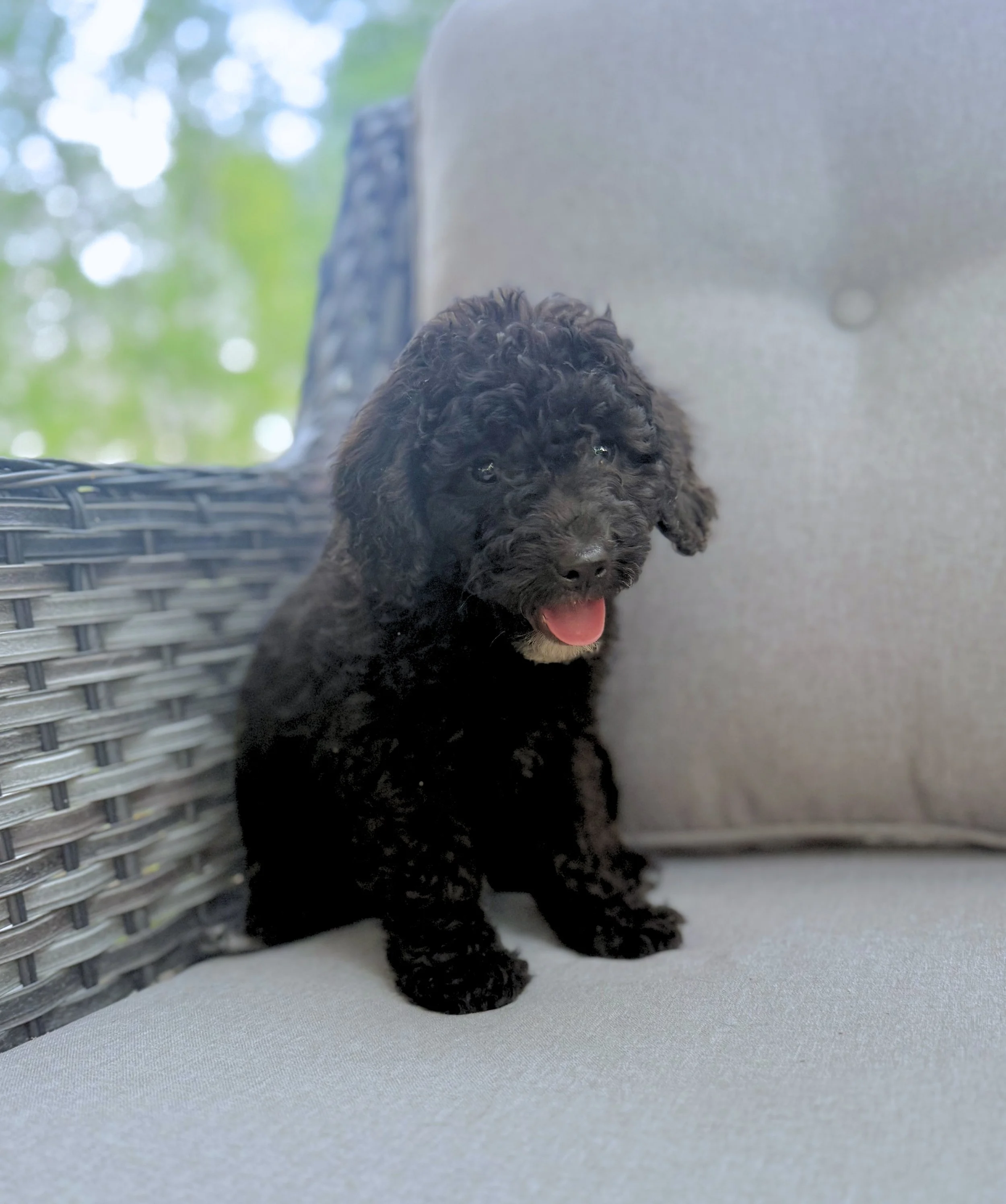 Mini Bernedoodle Puppies Located in Goldsboro, NC