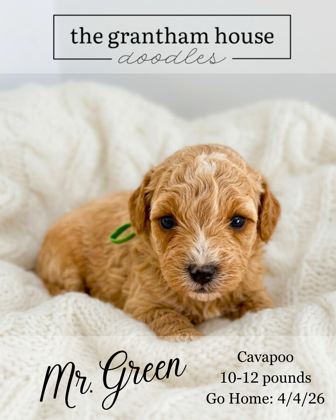 cavapoo puppy nc