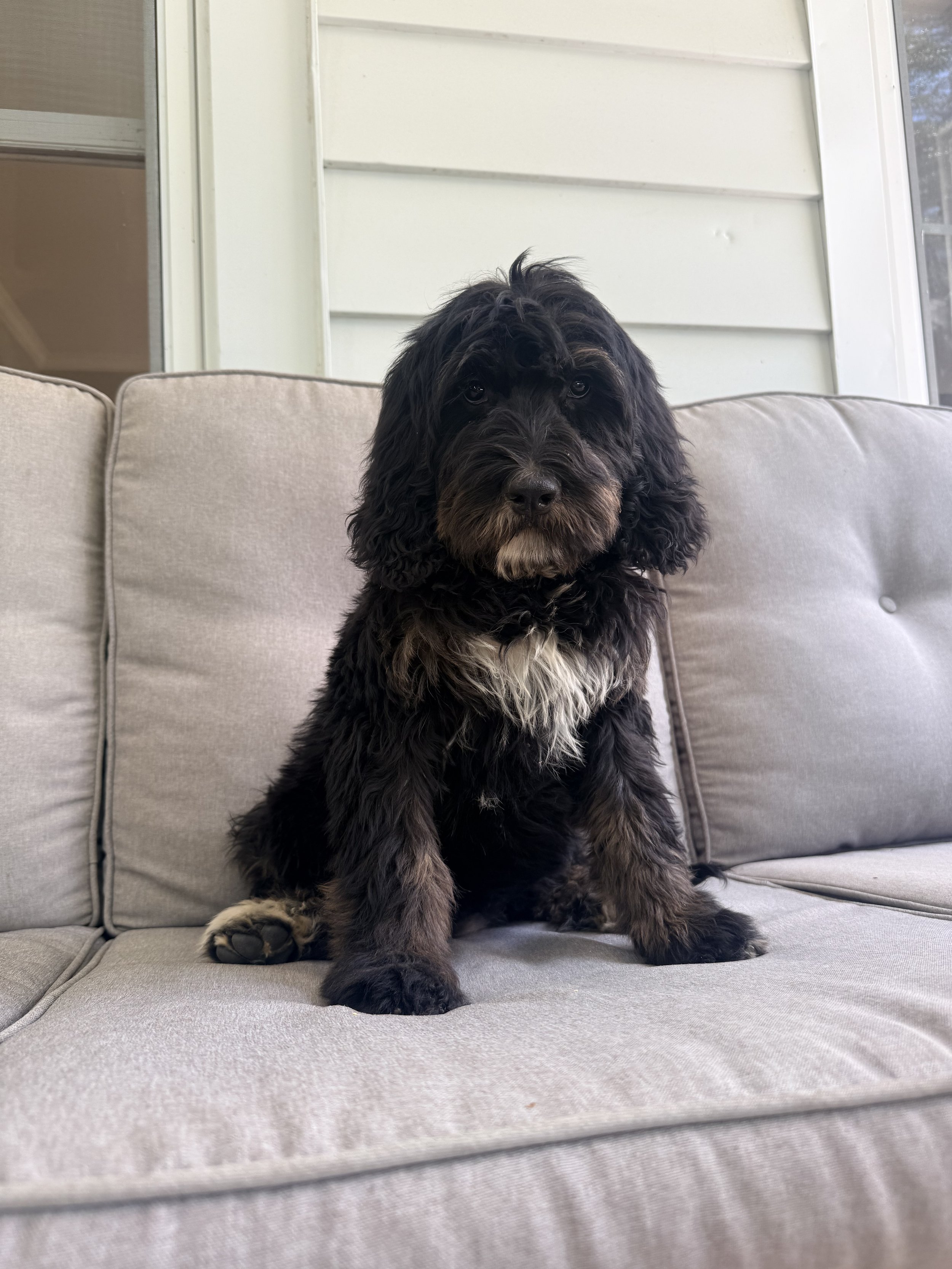Bernedoodle Puppy